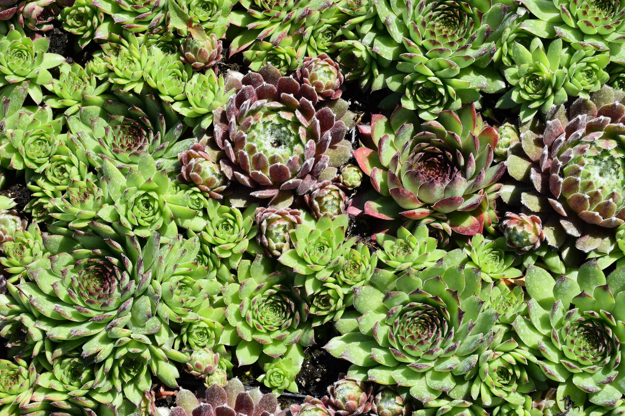 11784_sempervivum_cult_XS_001.jpg
