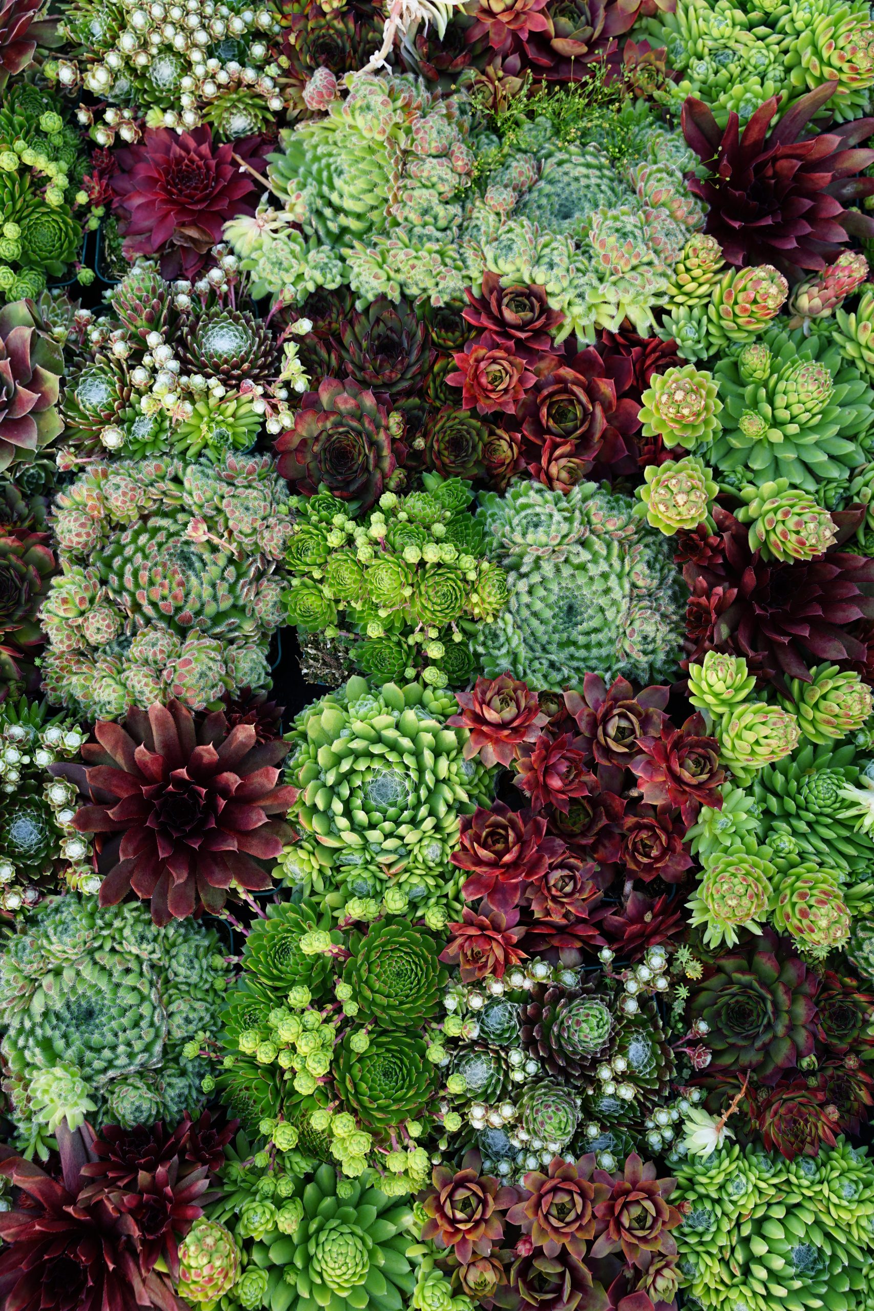 11785_sempervivum_cult_XS_002.jpg