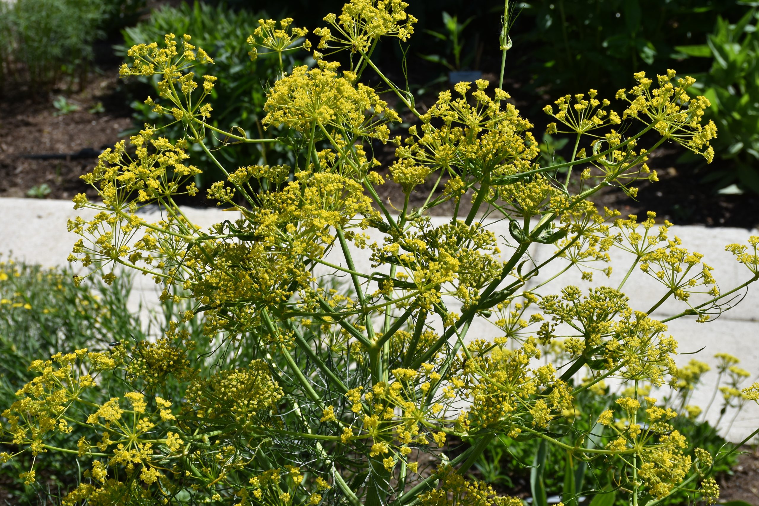 11807_ferula_communis_XS_004.jpg