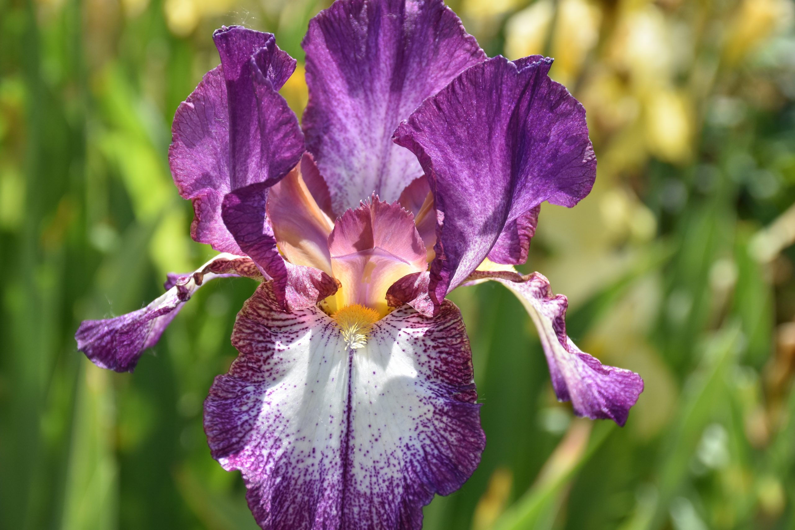 11818_iris_barbata_elatior_thornbird_XS_001.jpg