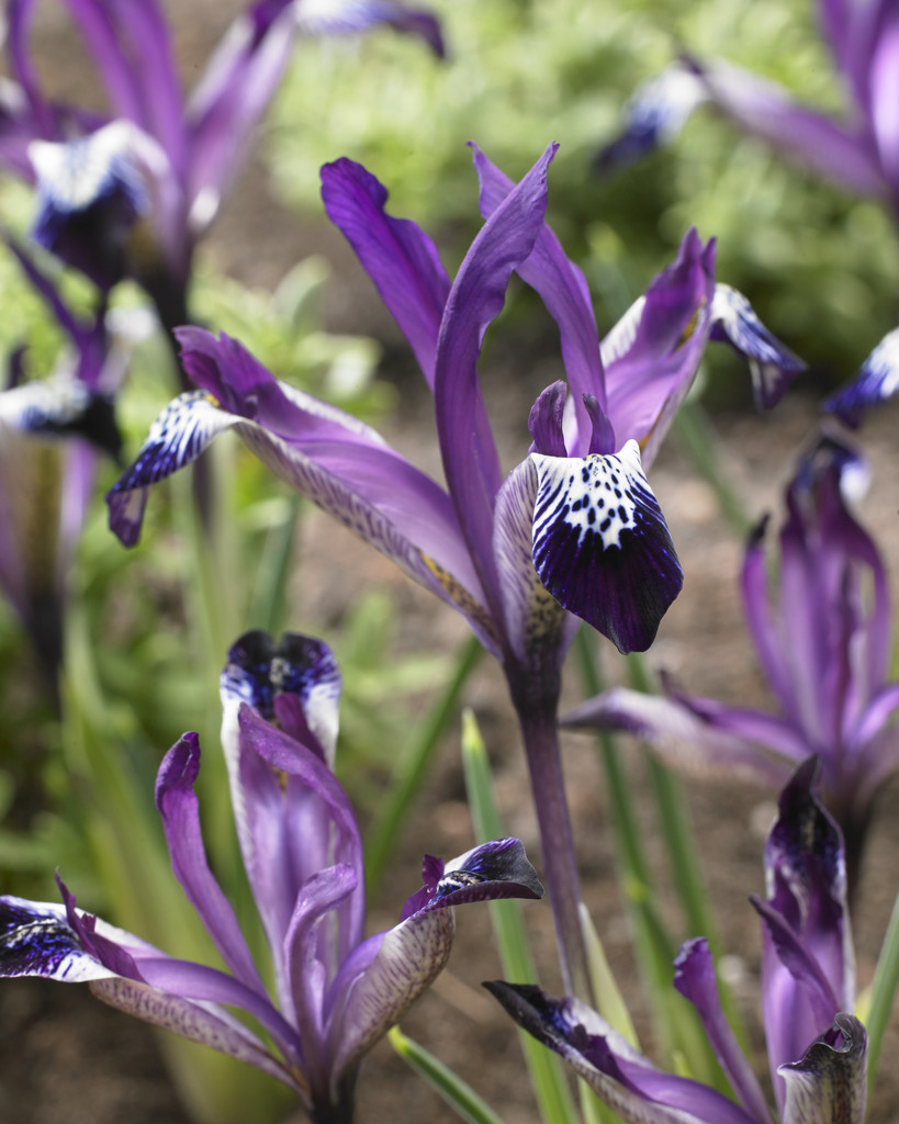 11824_iris_reticulata_spot_on_ZK_001.jpg