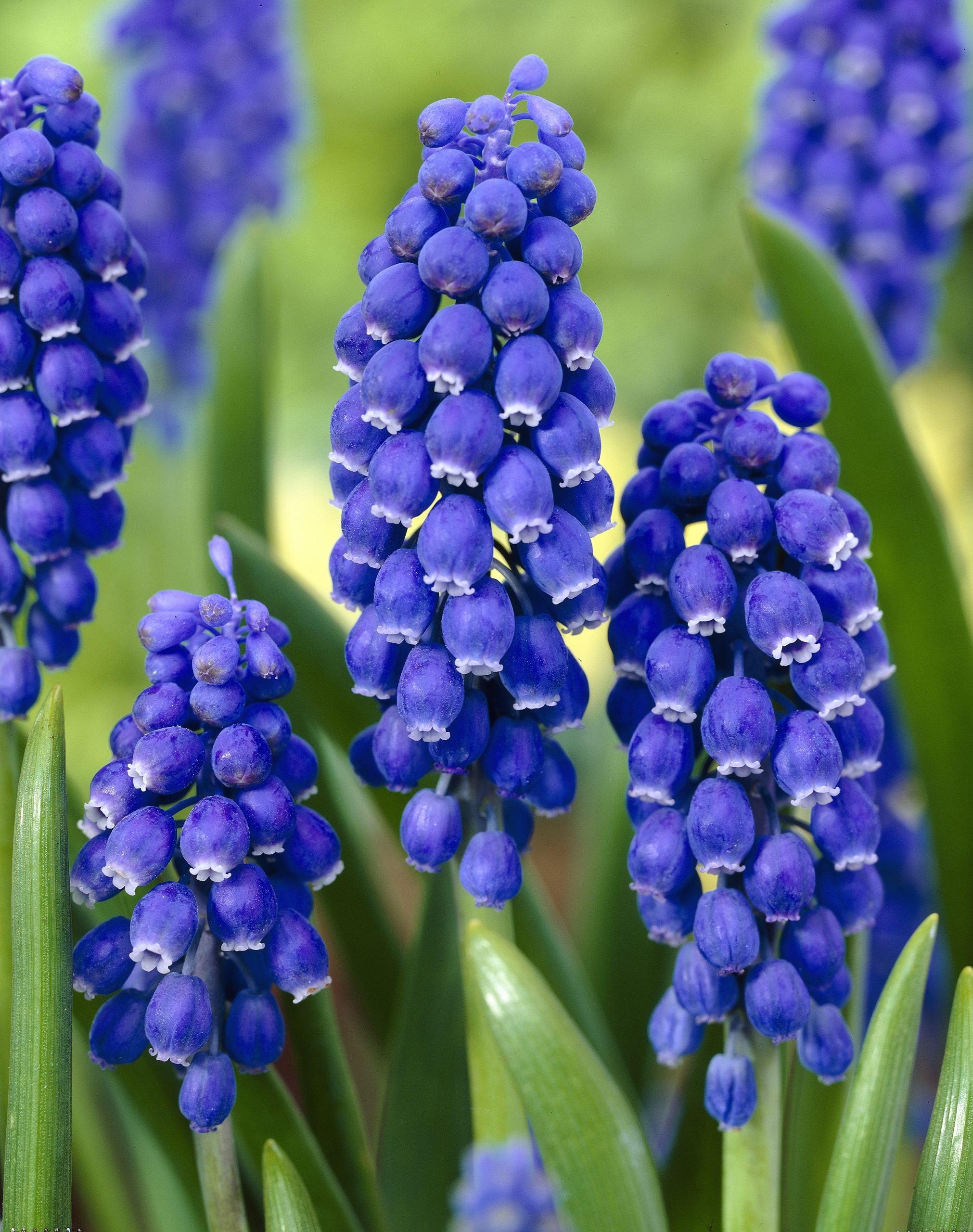 11825_muscari_botryoides_superstar_ZK_001.jpg