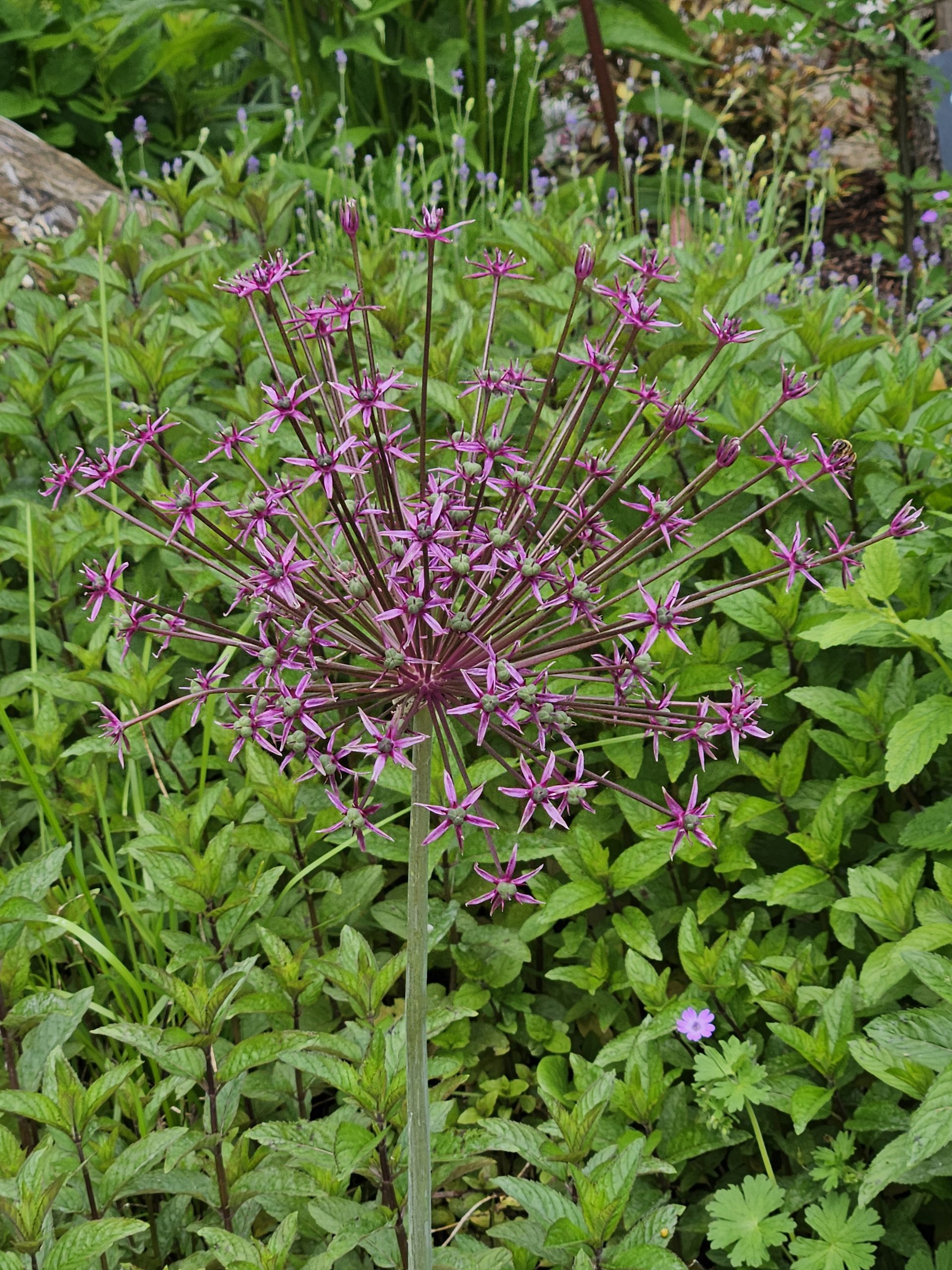 11829_allium_cult_spider_ZK_001.jpg