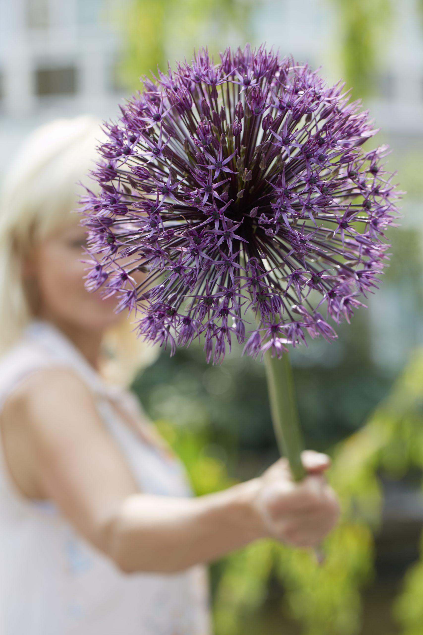 11831_allium_stipitatum_universe_ZK_001.jpg