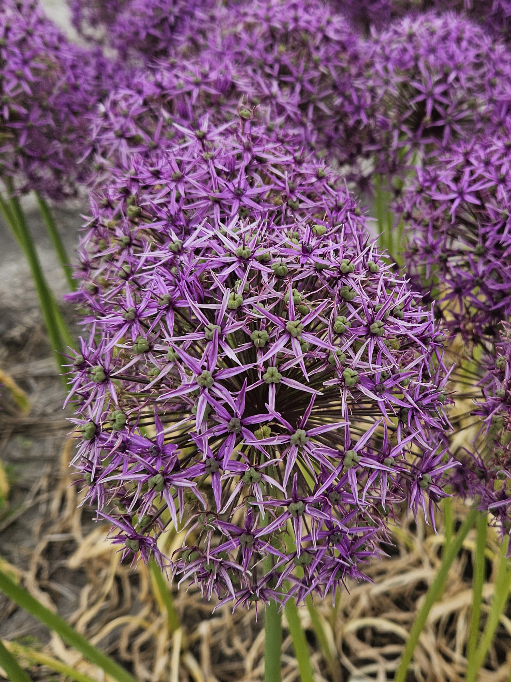 11832_allium_cult_violet_beauty_ZK_001.jpg