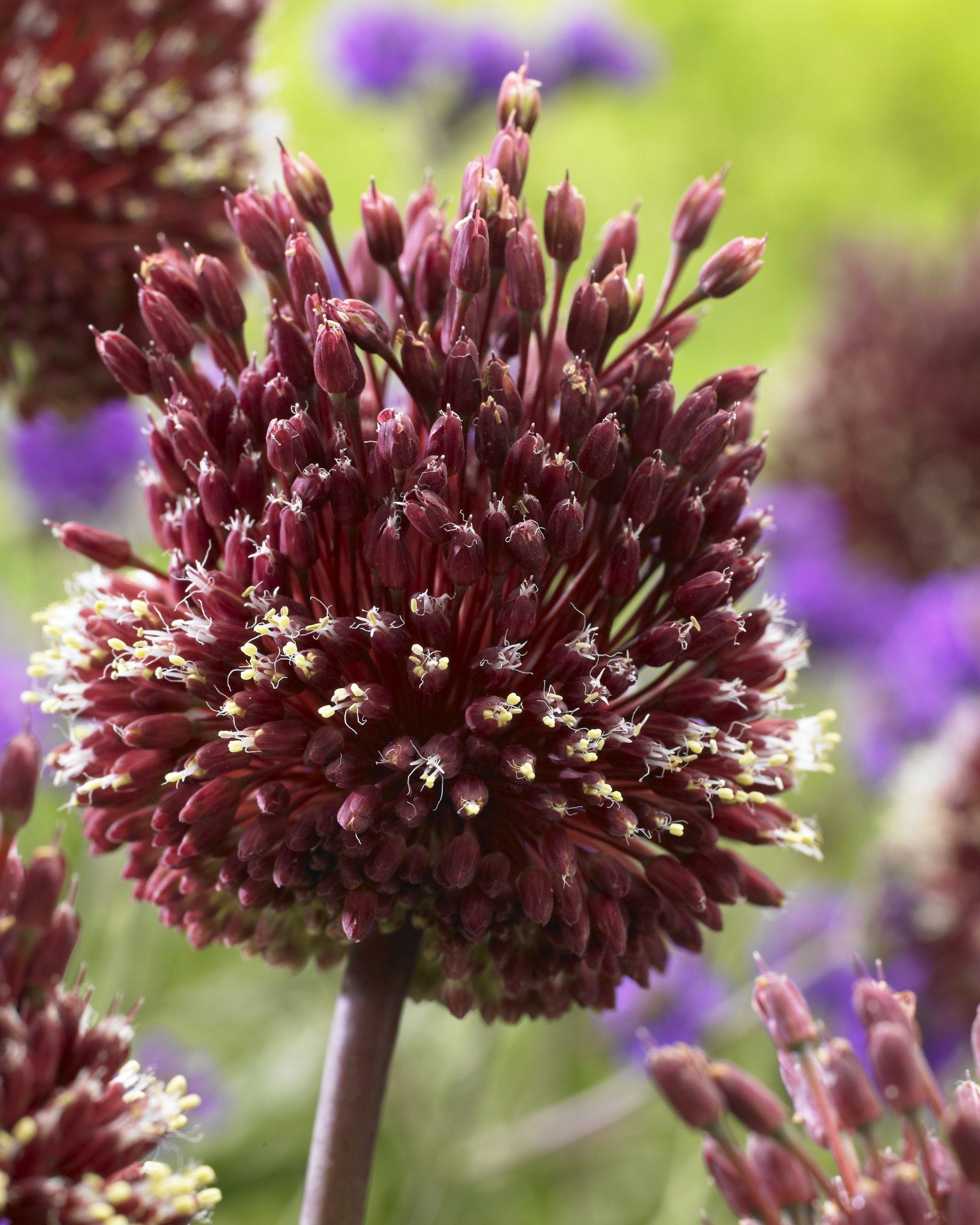 11833_allium_amethystinum_red_mohican_ZK_001.jpg