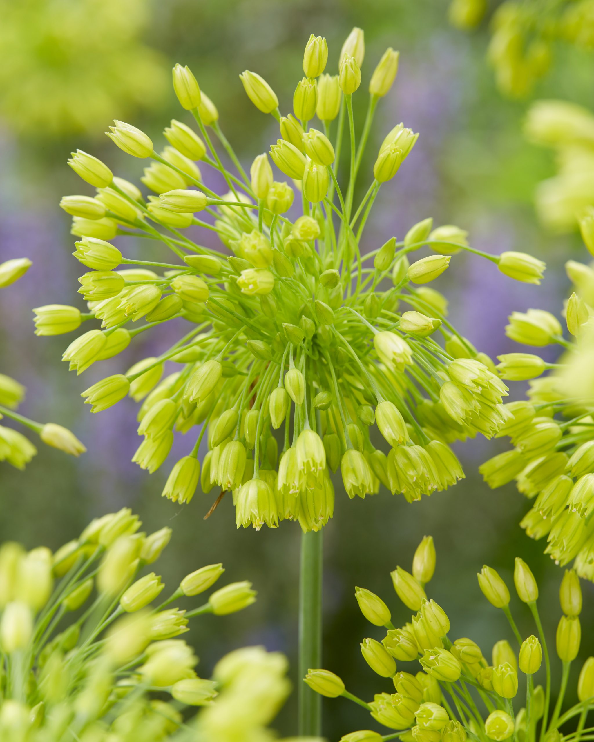11835_allium_chloranthum_yellow_fantasy_ZK_001.jpg