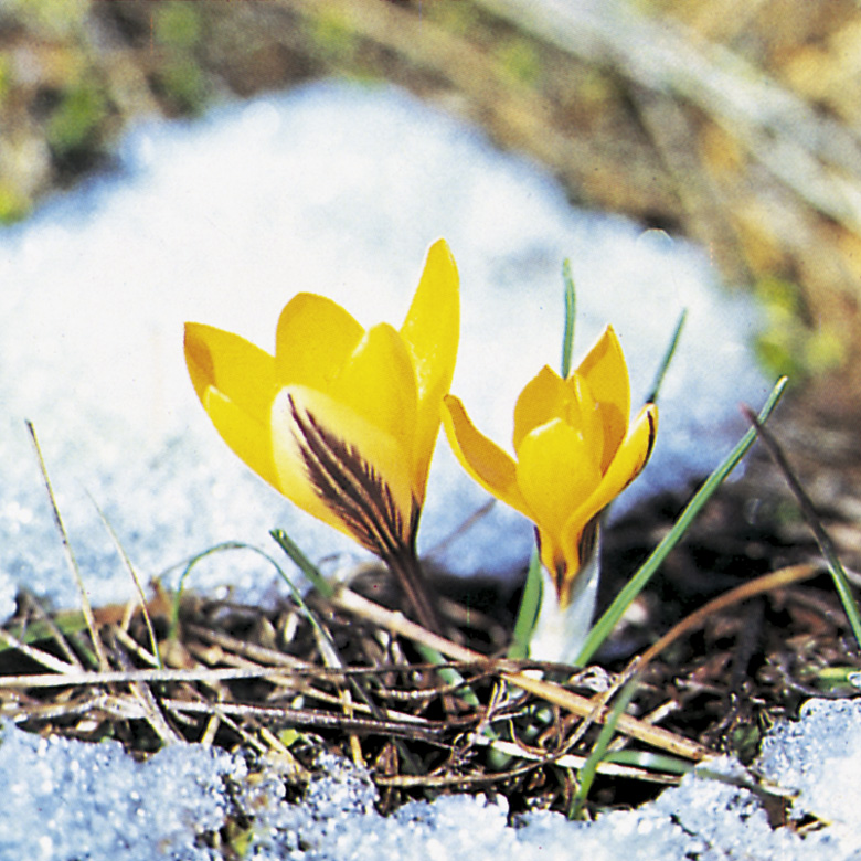 11844_crocus_angustifolius_ZK_001.jpg