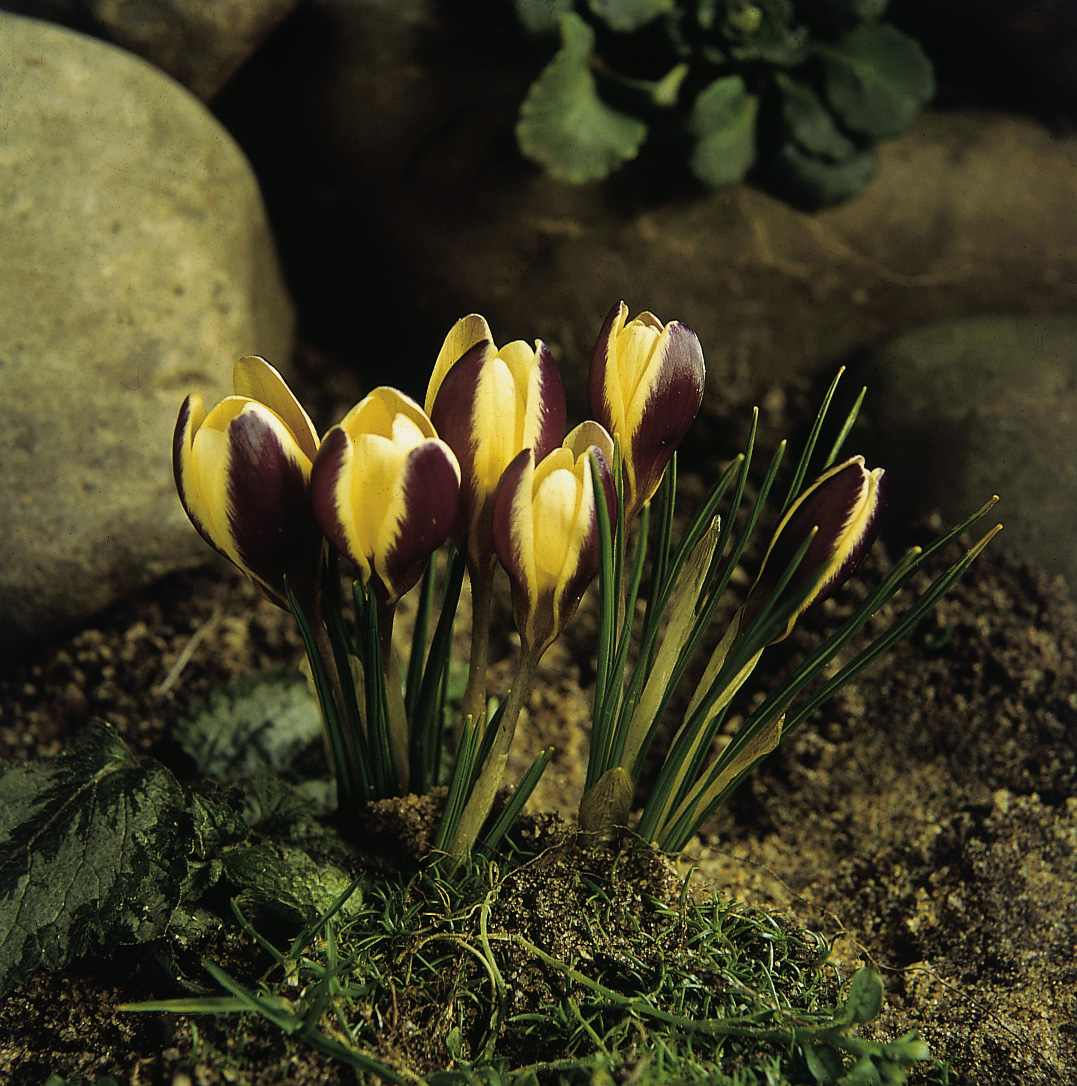 11845_crocus_chrysanthus_fuscotinctus_ZK_001.jpg