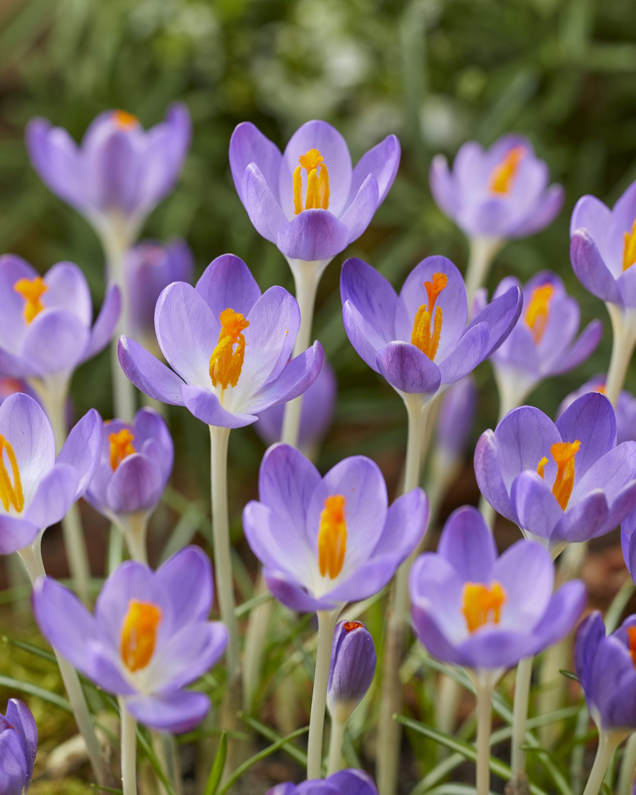 11846_crocus_tommasinianus_barrs_purple_ZK_001.jpg