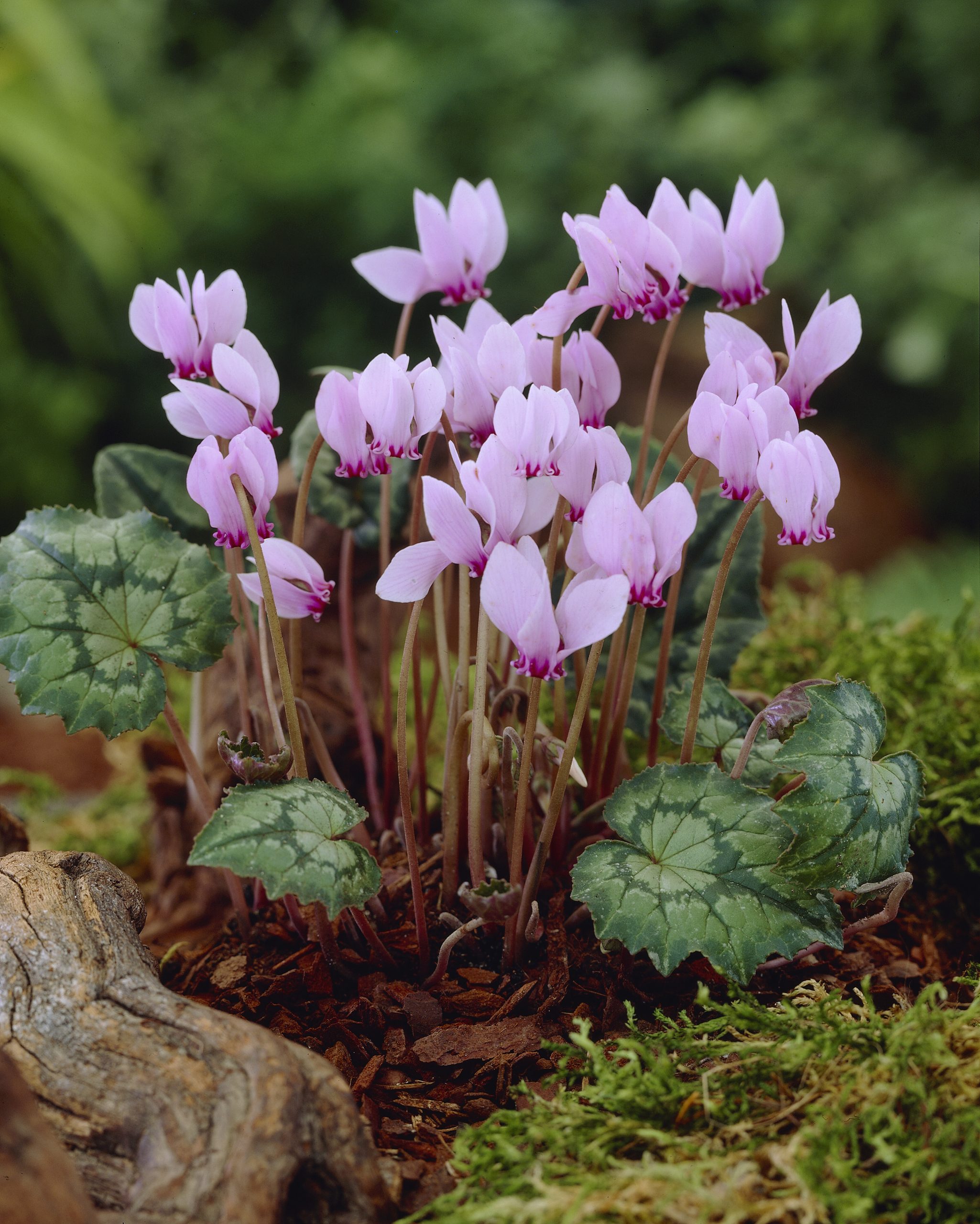11850_cyclamen_hederifolium_ZK_001.jpg