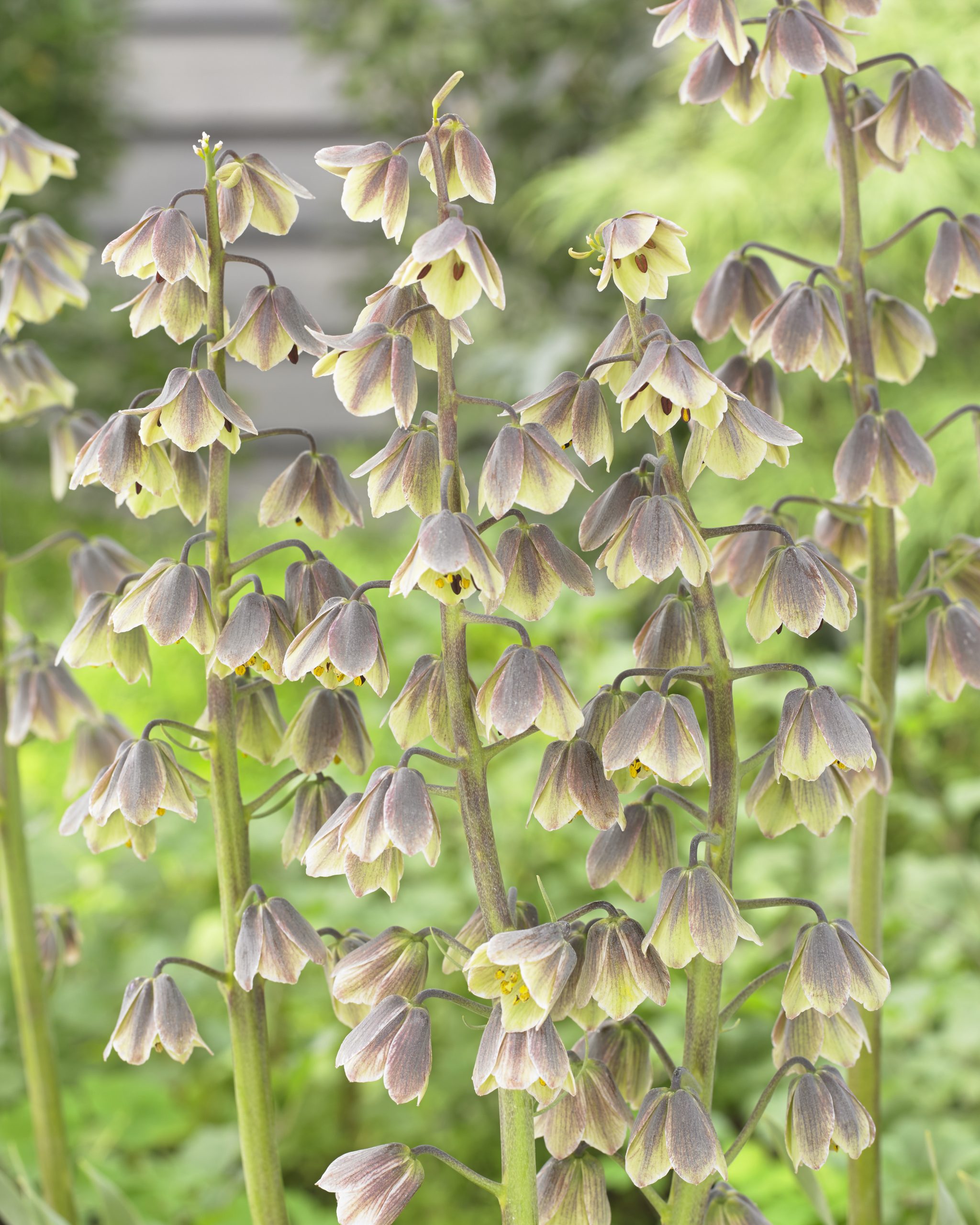 11863_fritillaria_persica_green_dreams_ZK_001.jpg