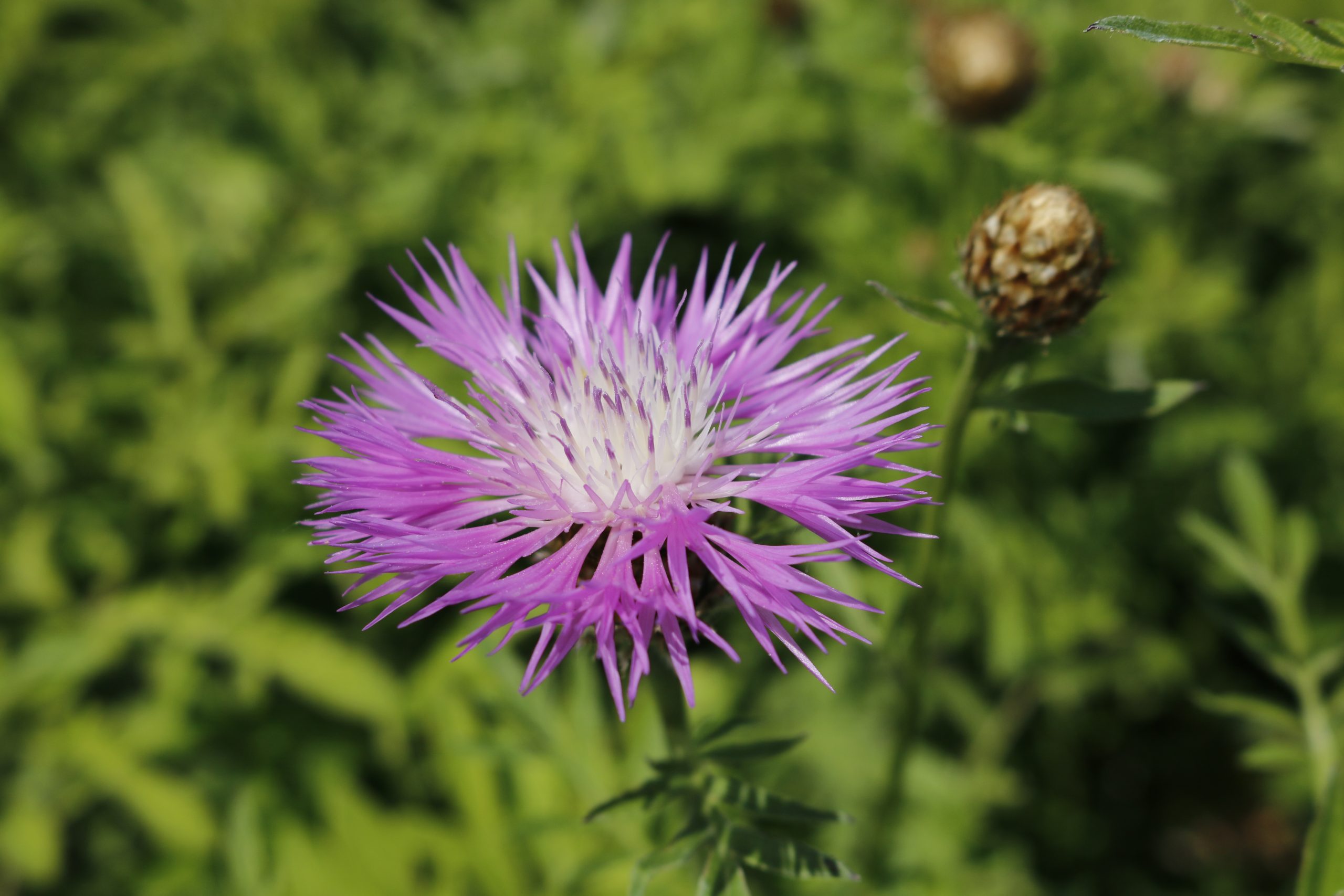 1186_centaurea_dealbata_XS_001.jpeg