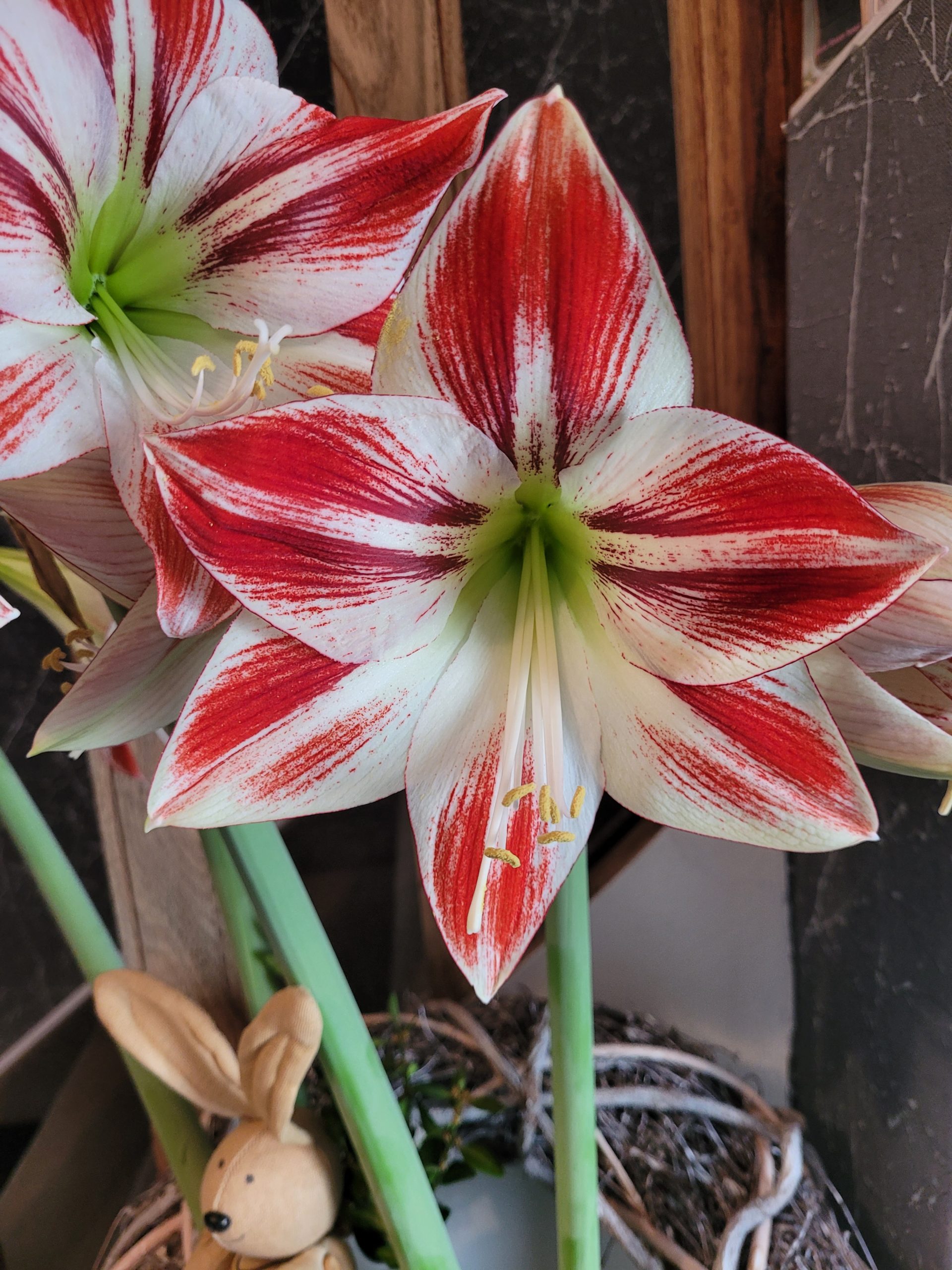 11887_hippeastrum_cult_ZK_001.jpg