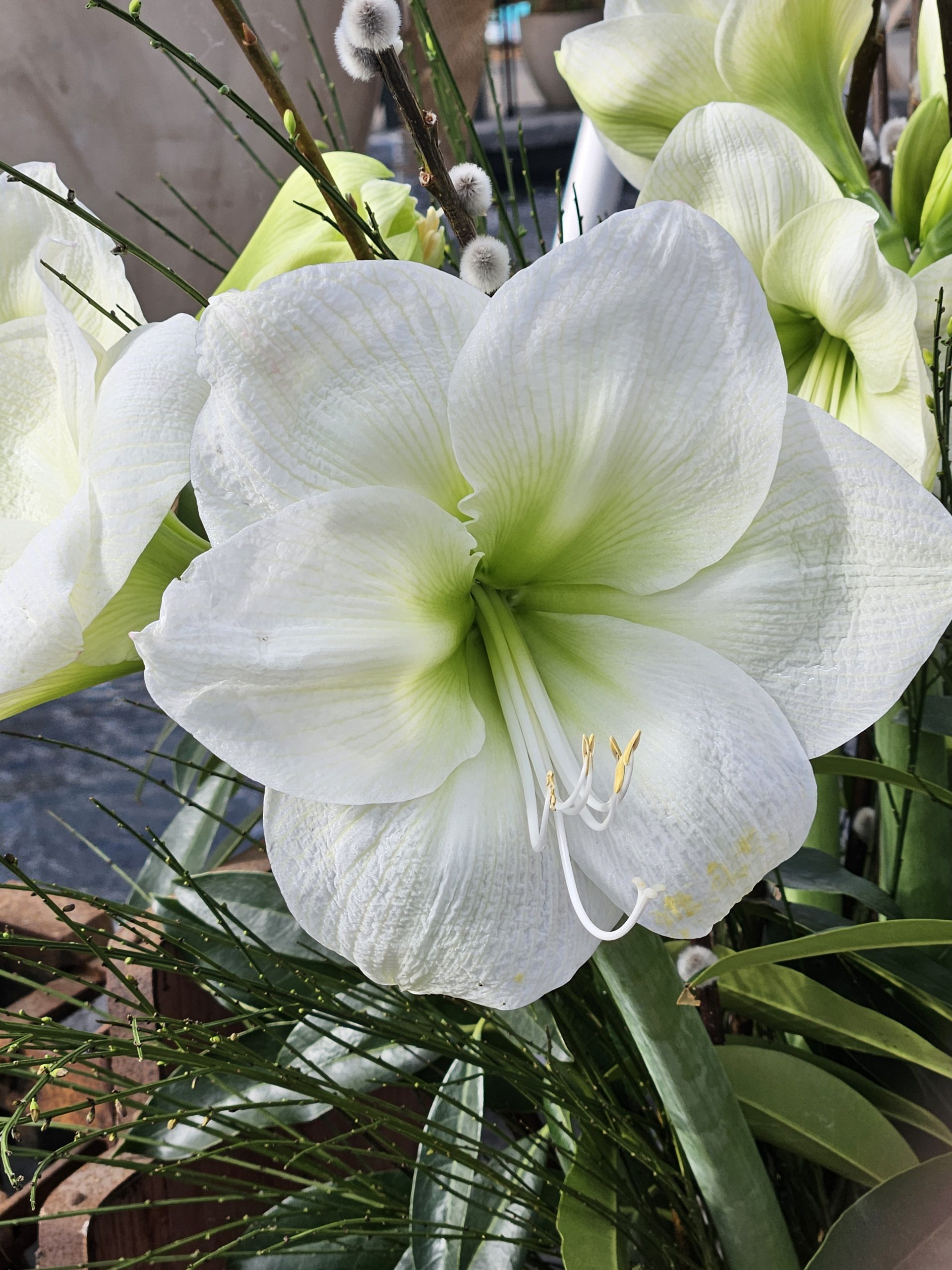 11889_hippeastrum_cult_mont_blanc_ZK_001.jpg