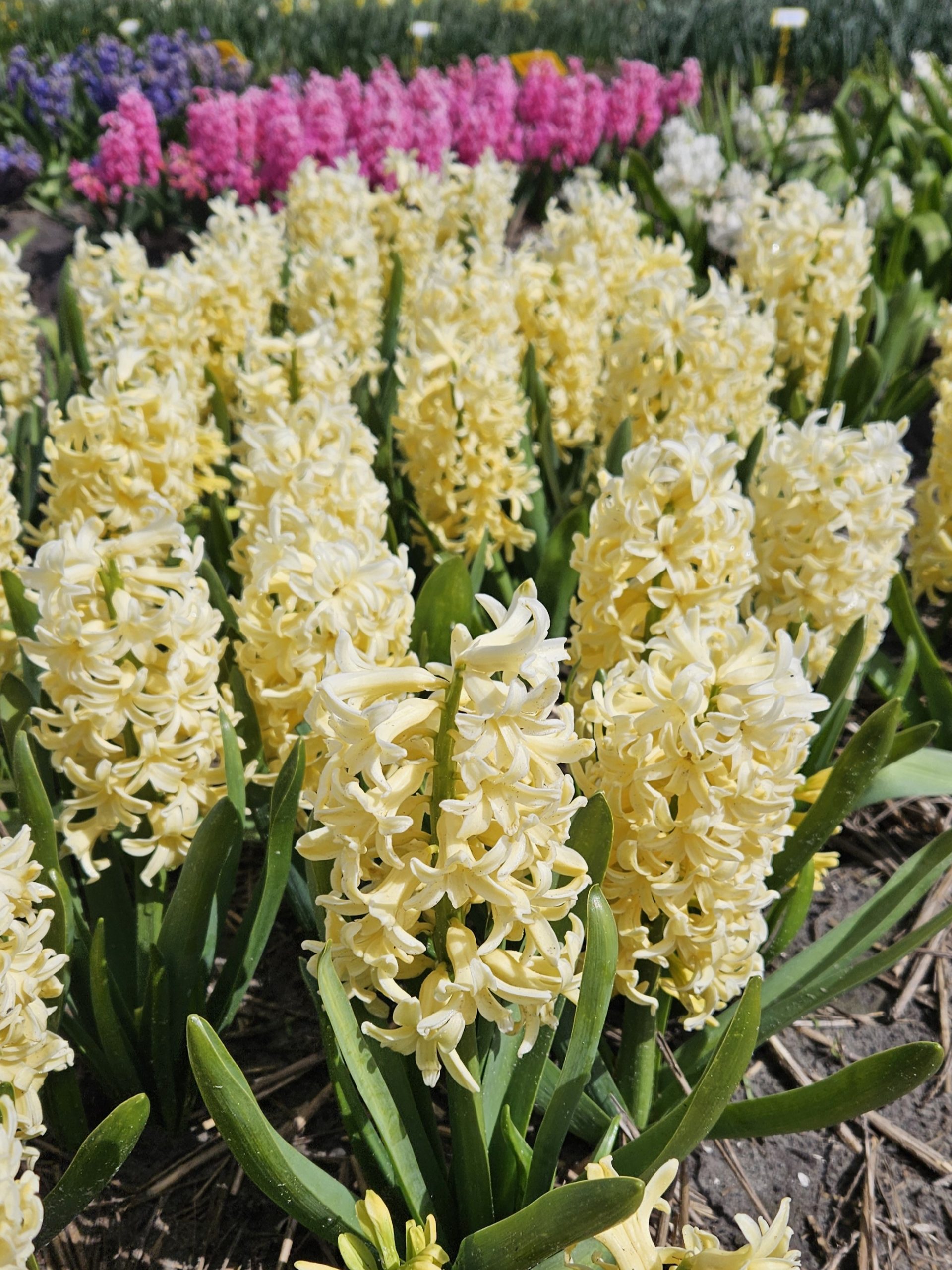 11897_hyacinthus_orientalis_yellowstone_ZK_001.jpg