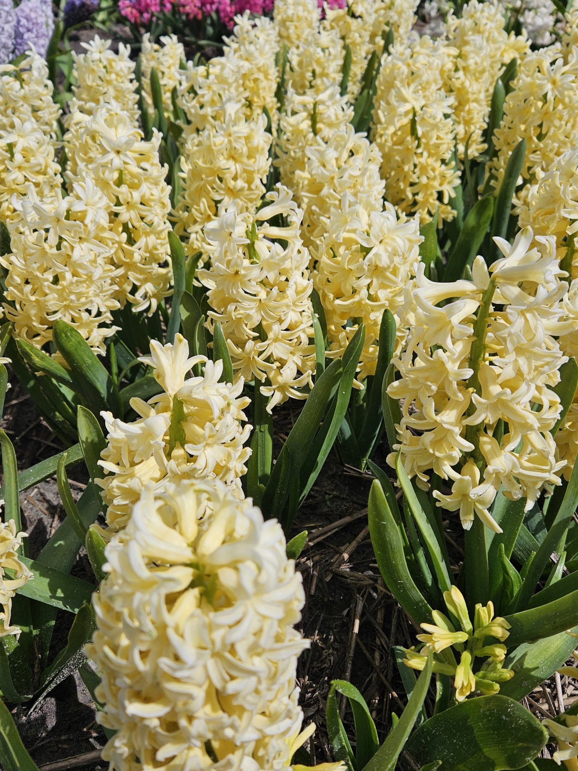 11898_hyacinthus_orientalis_yellowstone_ZK_002.jpg