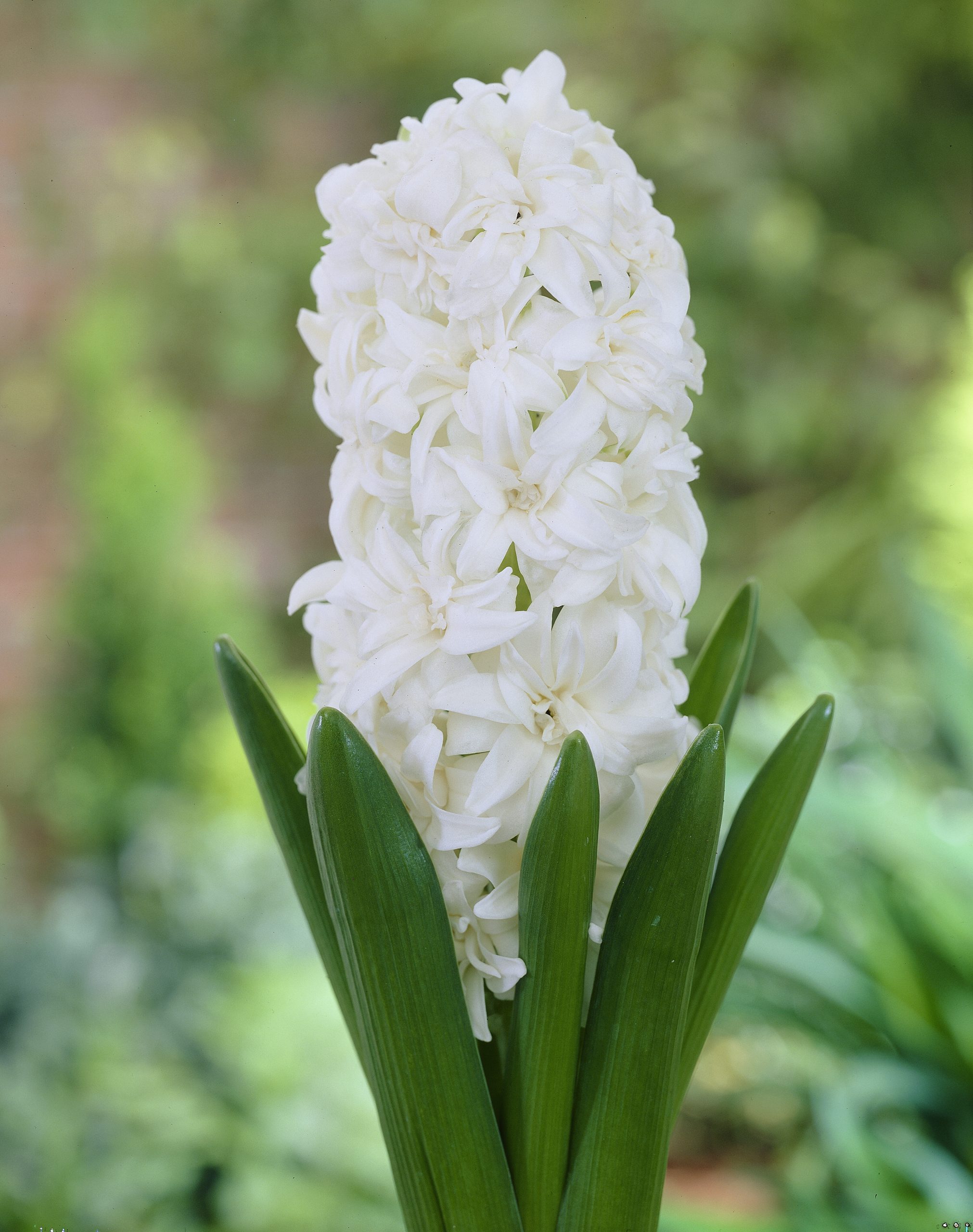11899_hyacinthus_orientalis_white_fleur_ZK_001.jpg