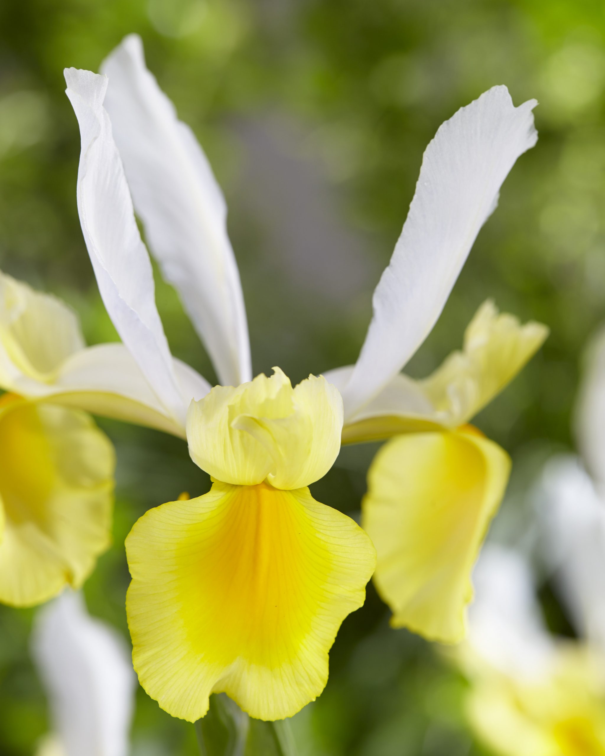 11906_iris_hollandica_montecito_ZK_001.jpg