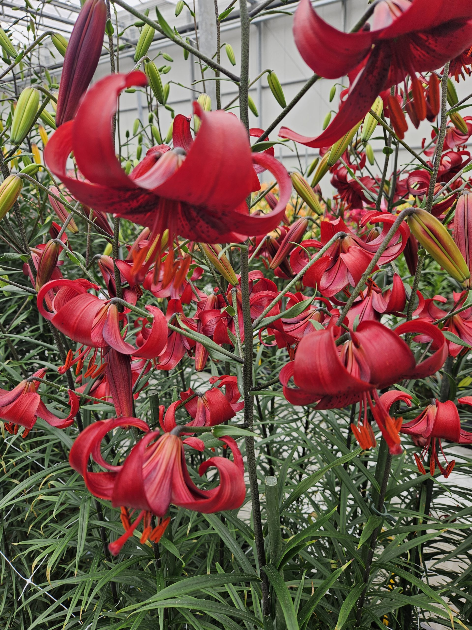 11916_lilium_cult_red_velvet_ZK_001.jpg