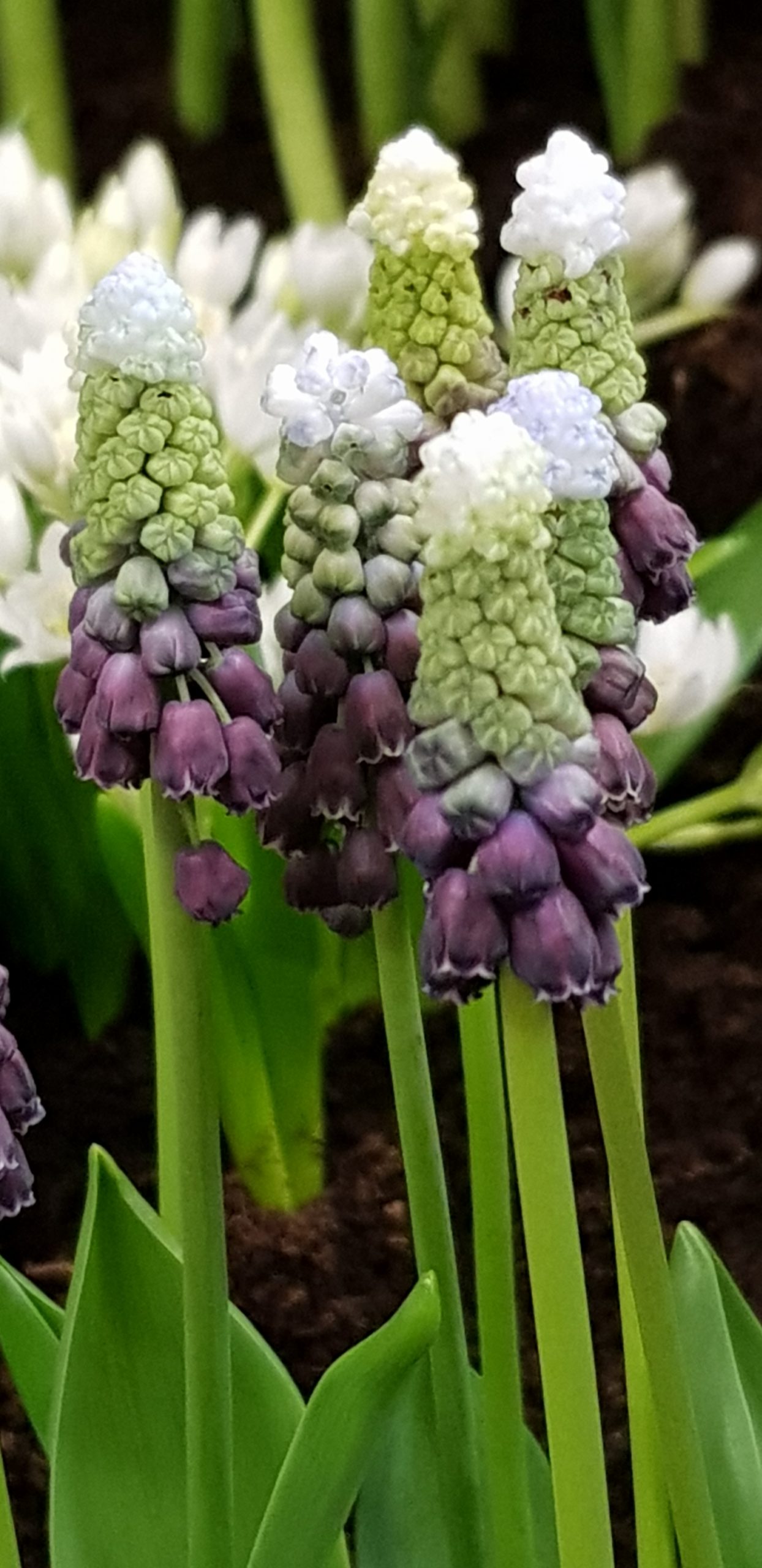 11926_muscari_latifolium_grape_ice_ZK_001.jpg
