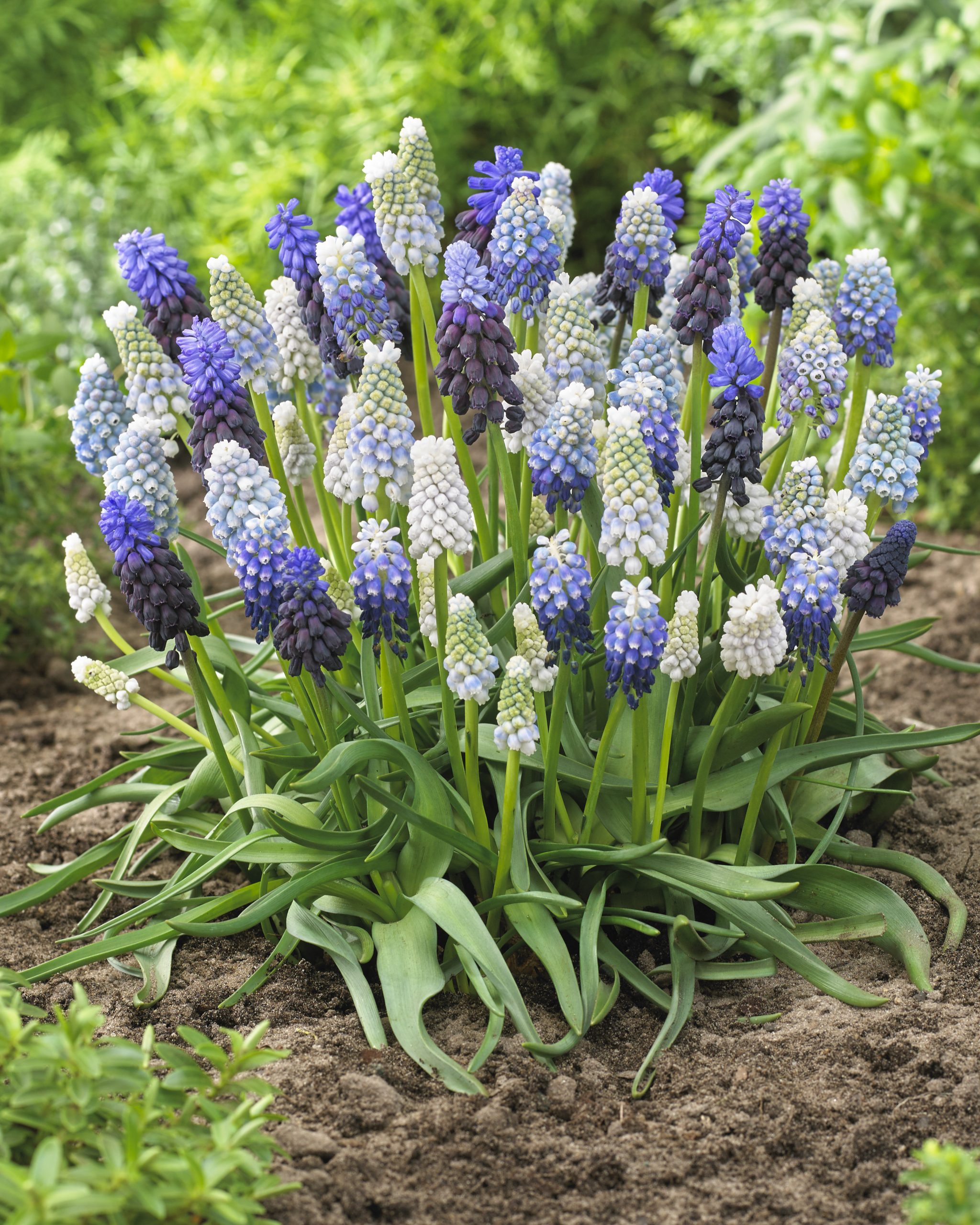11928_muscari_cult_perlenmischung_ZK_002.jpg