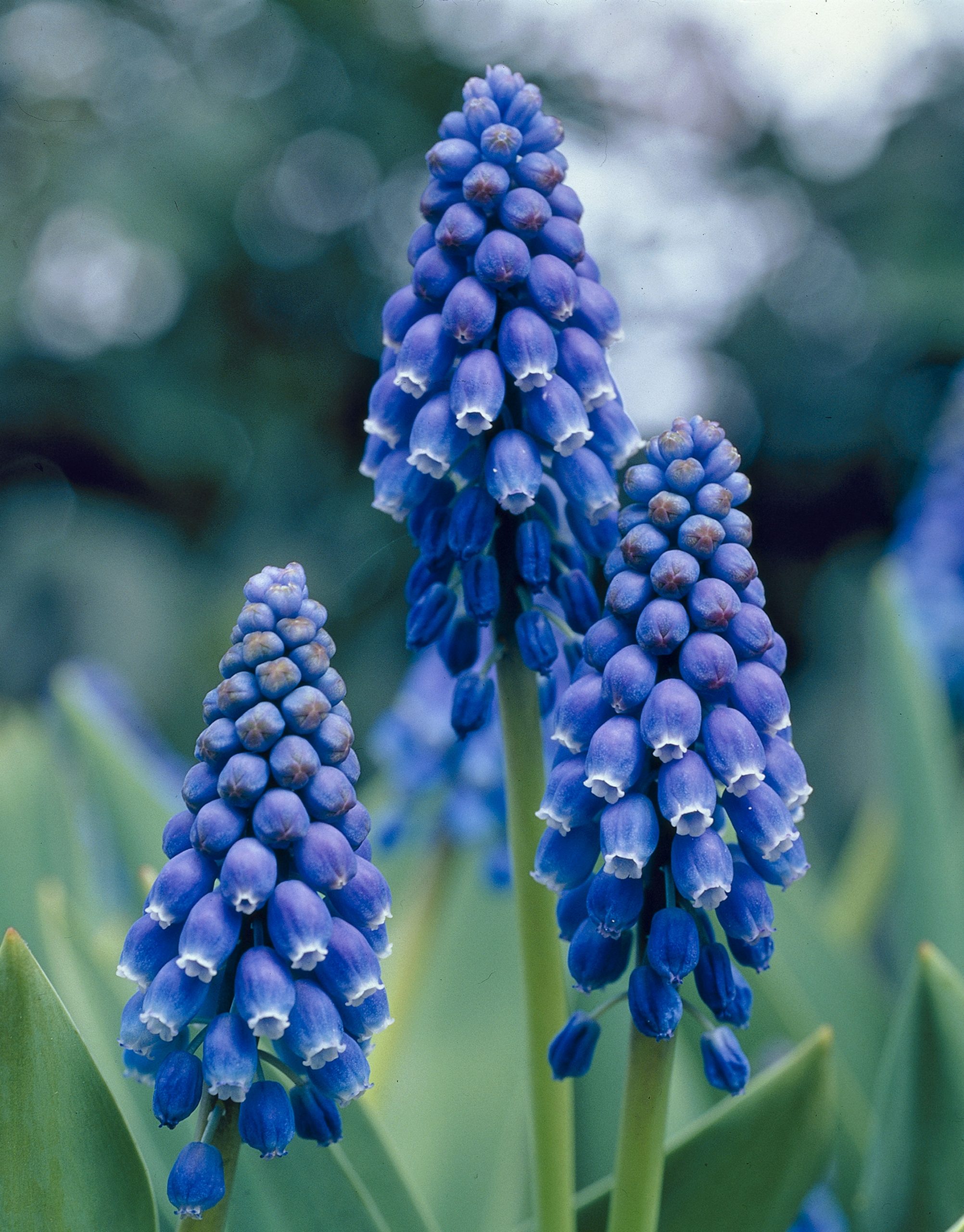 11930_muscari_armeniacum_christmas_pearl_ZK_001.jpg