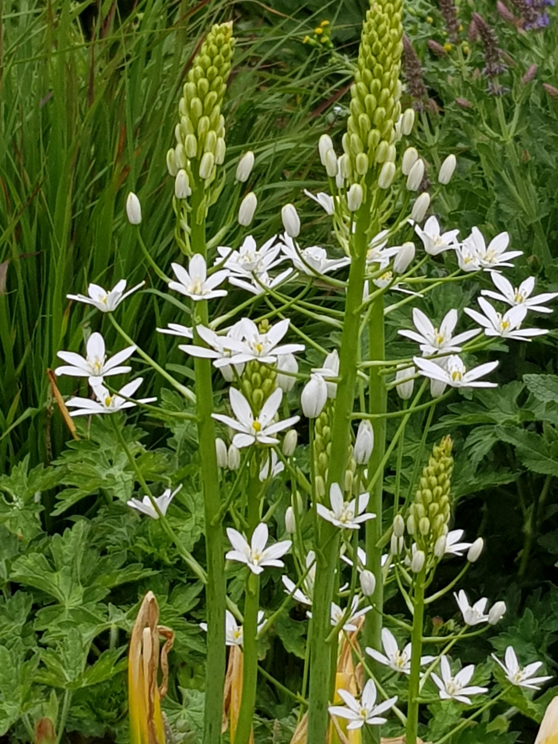 11945_ornithogalum_ponticum_sochi_ZK_001.jpg