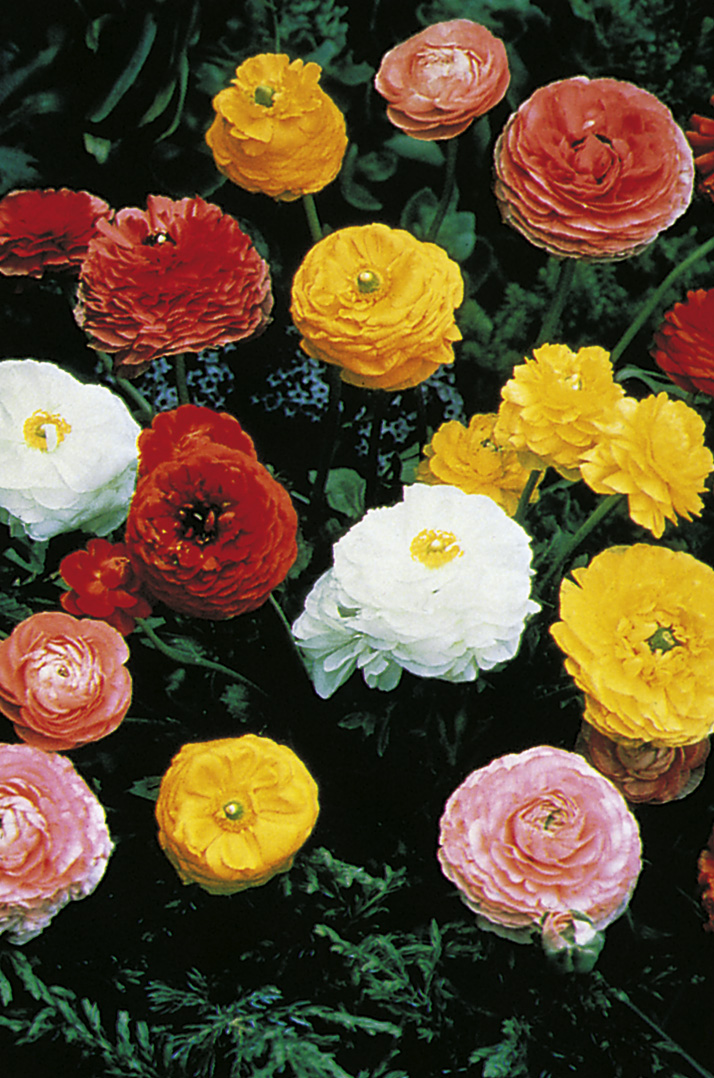 11951_ranunculus_cult_paonienblutige_prachtmischung_ZK_001.jpg