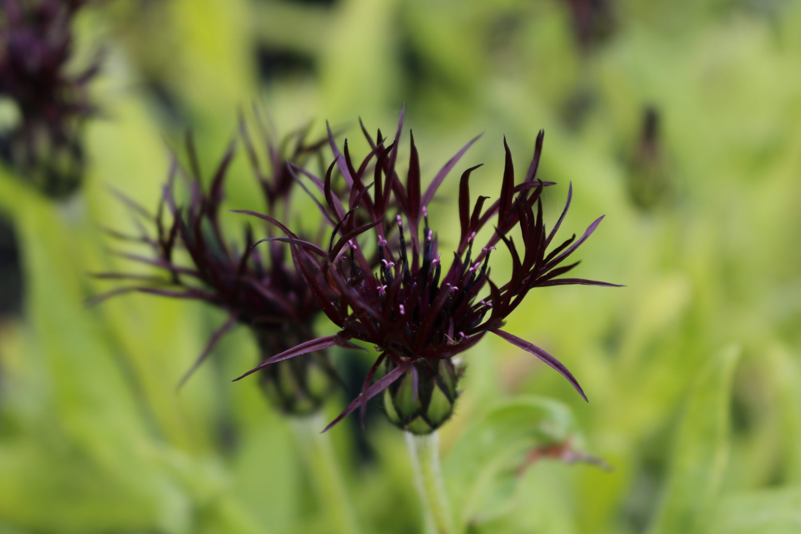 1199_centaurea_montana_black_sprite_XS_002.jpeg