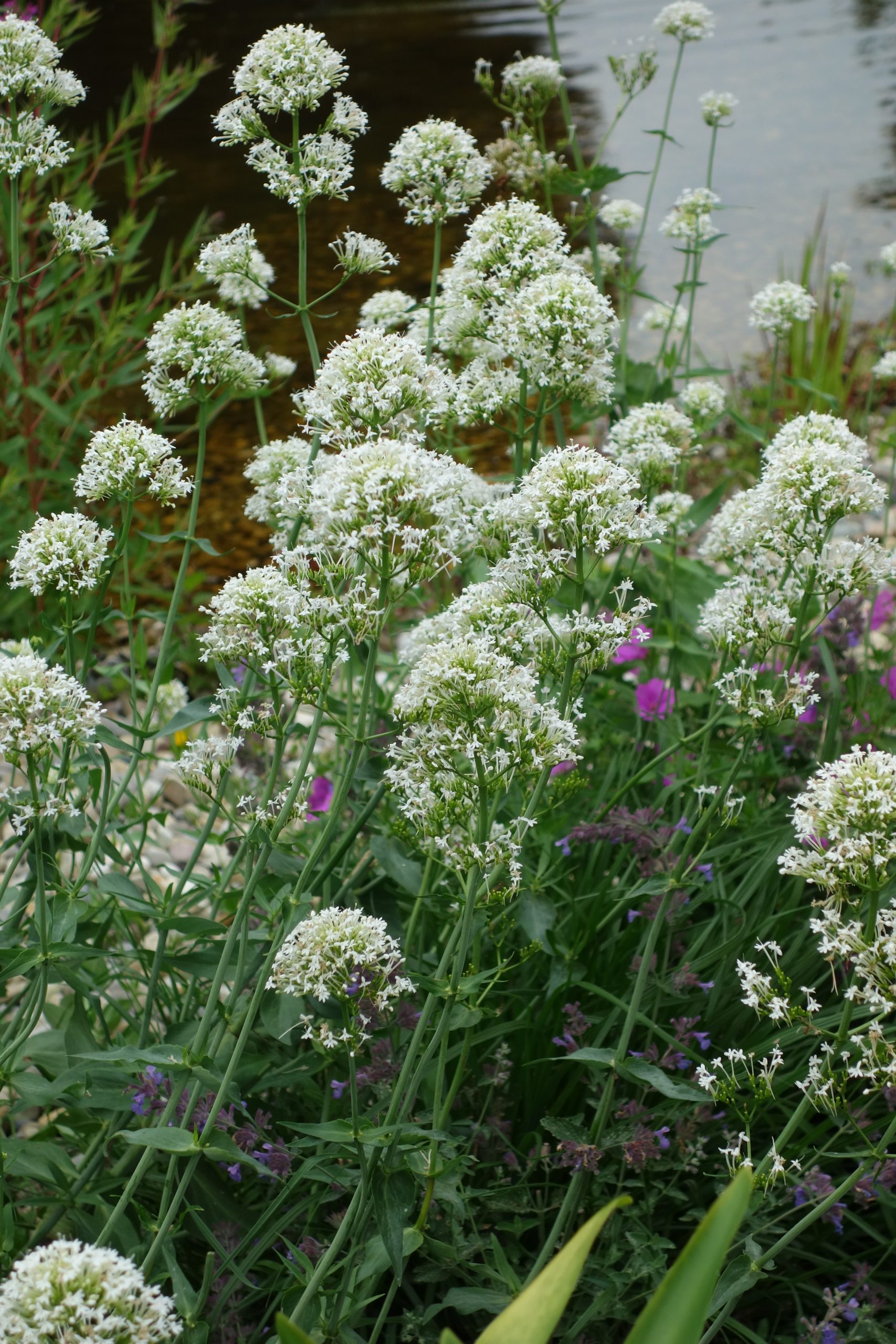 1205_centranthus_ruber_albus_SS_004.jpeg