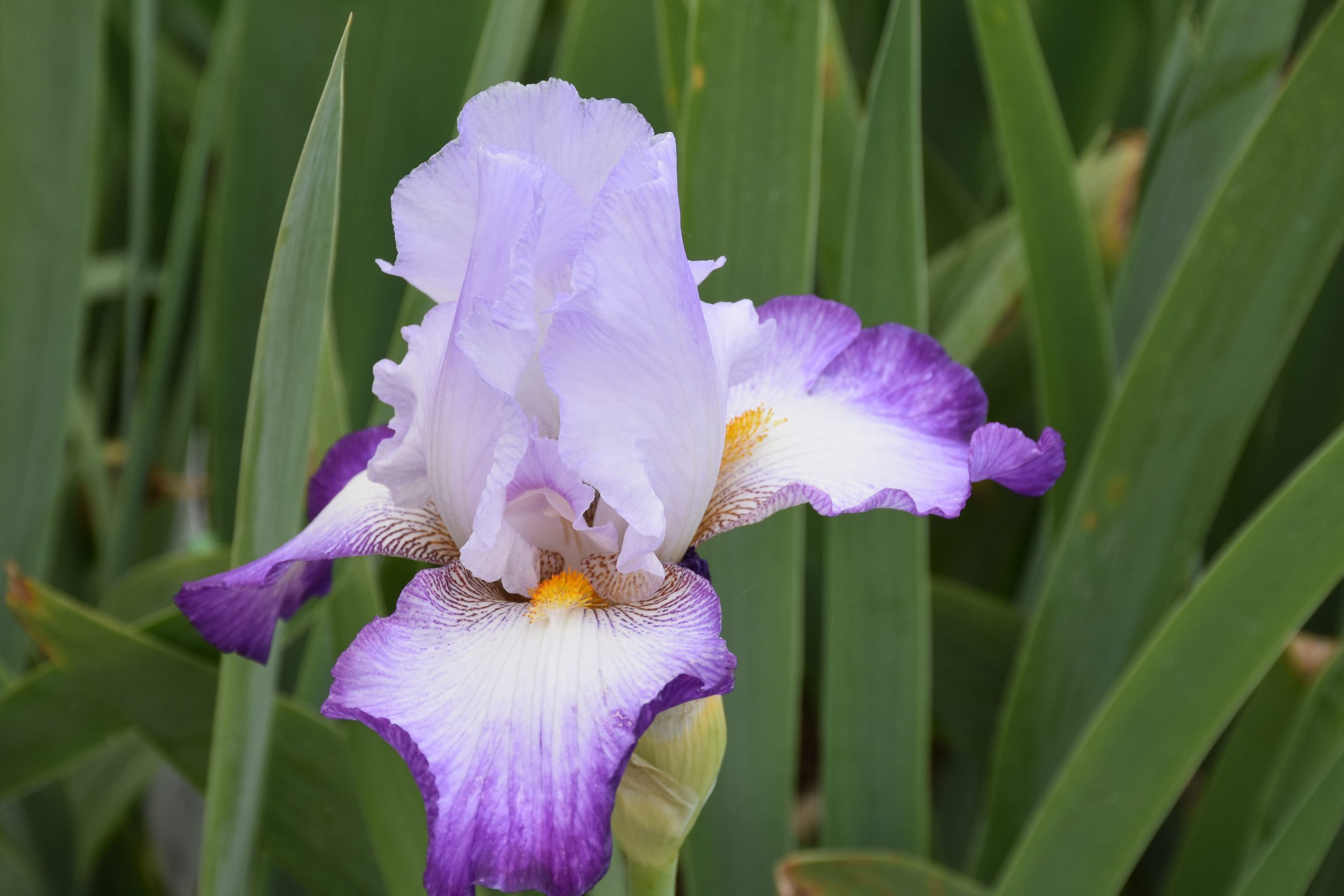 12069_iris_barbata_elatior_pastel_printanier_XS_001.jpg