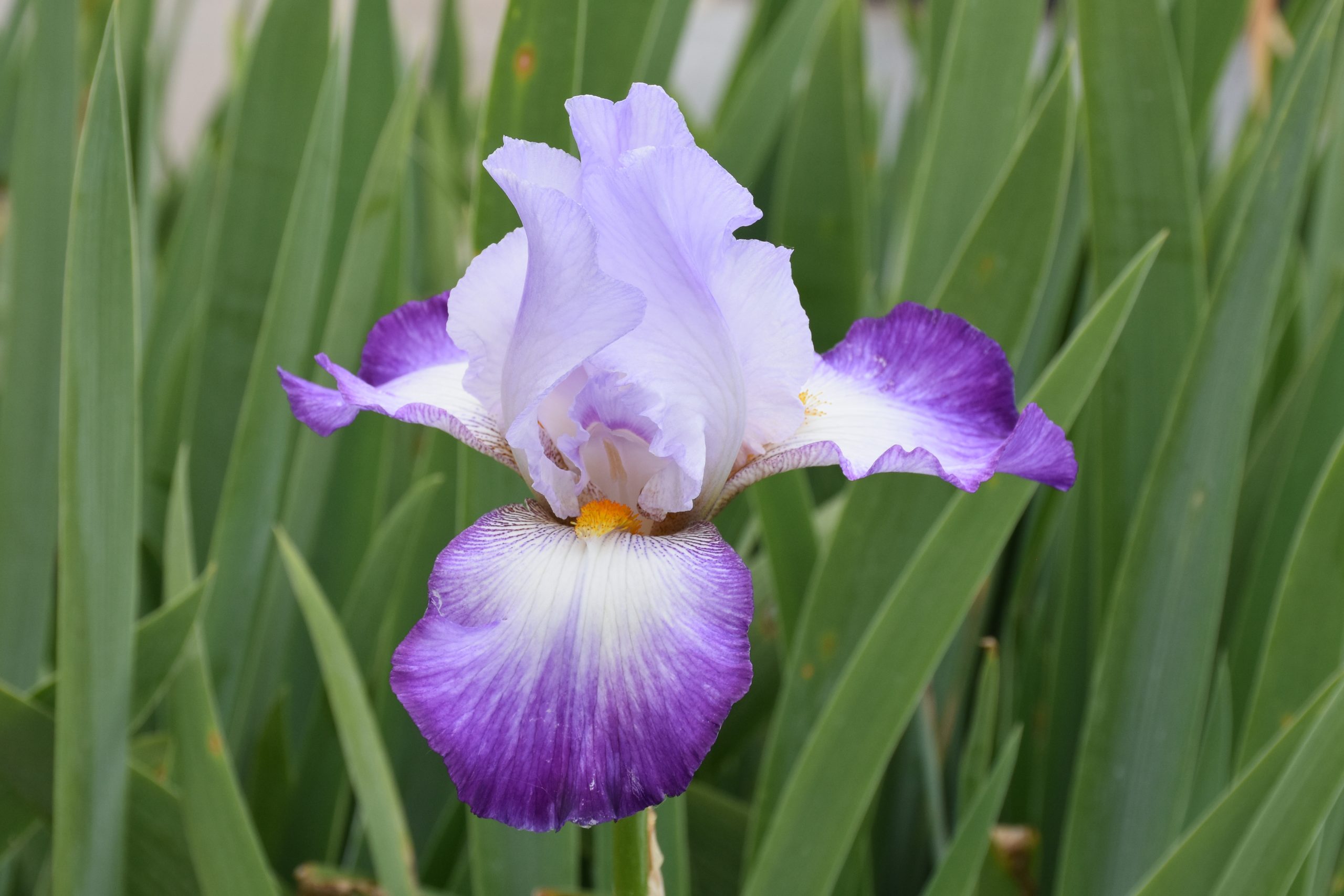 12070_iris_barbata_elatior_pastel_printanier_XS_002.jpg