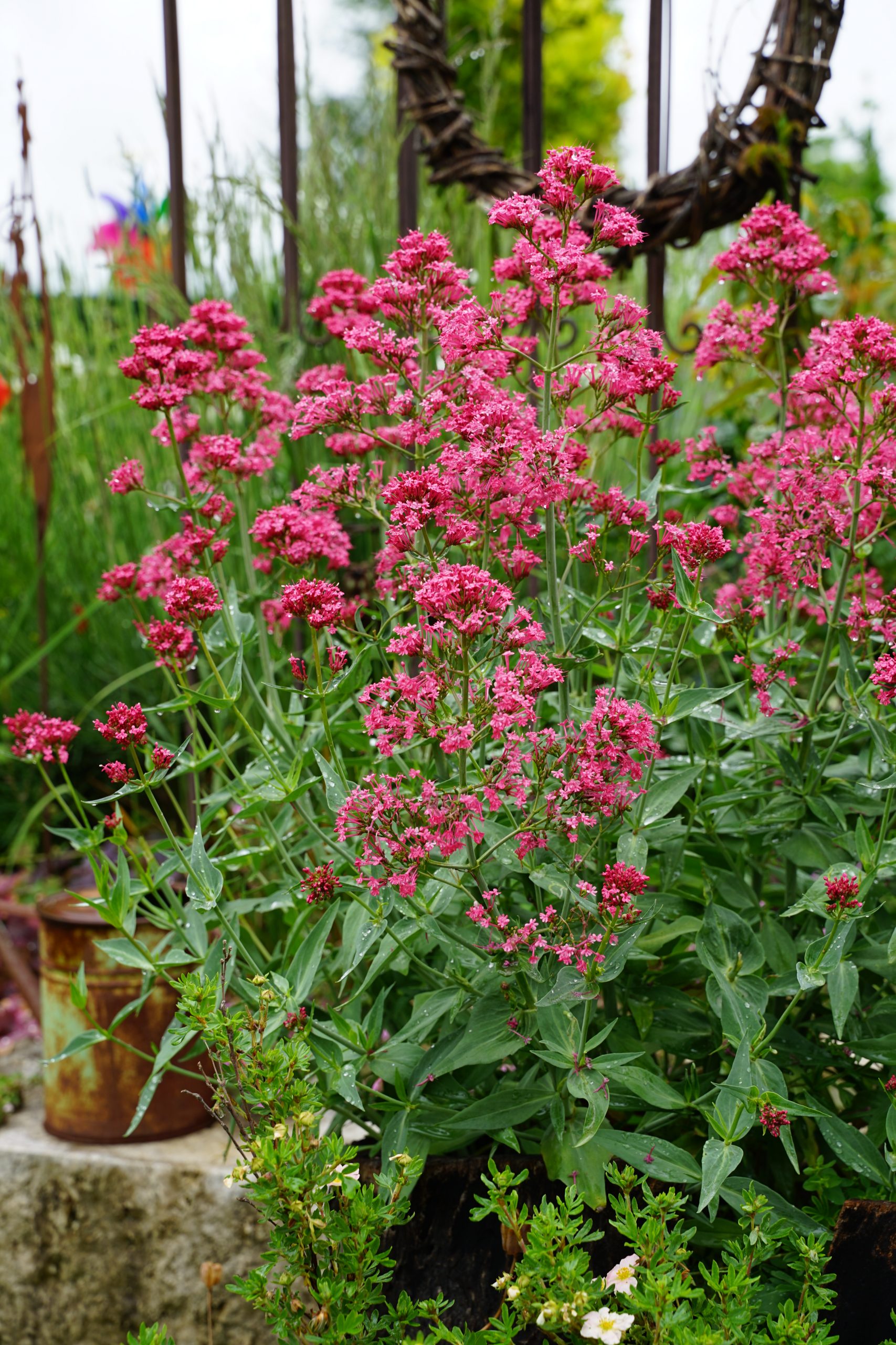 1207_centranthus_ruber_coccineus_SS_002.jpeg