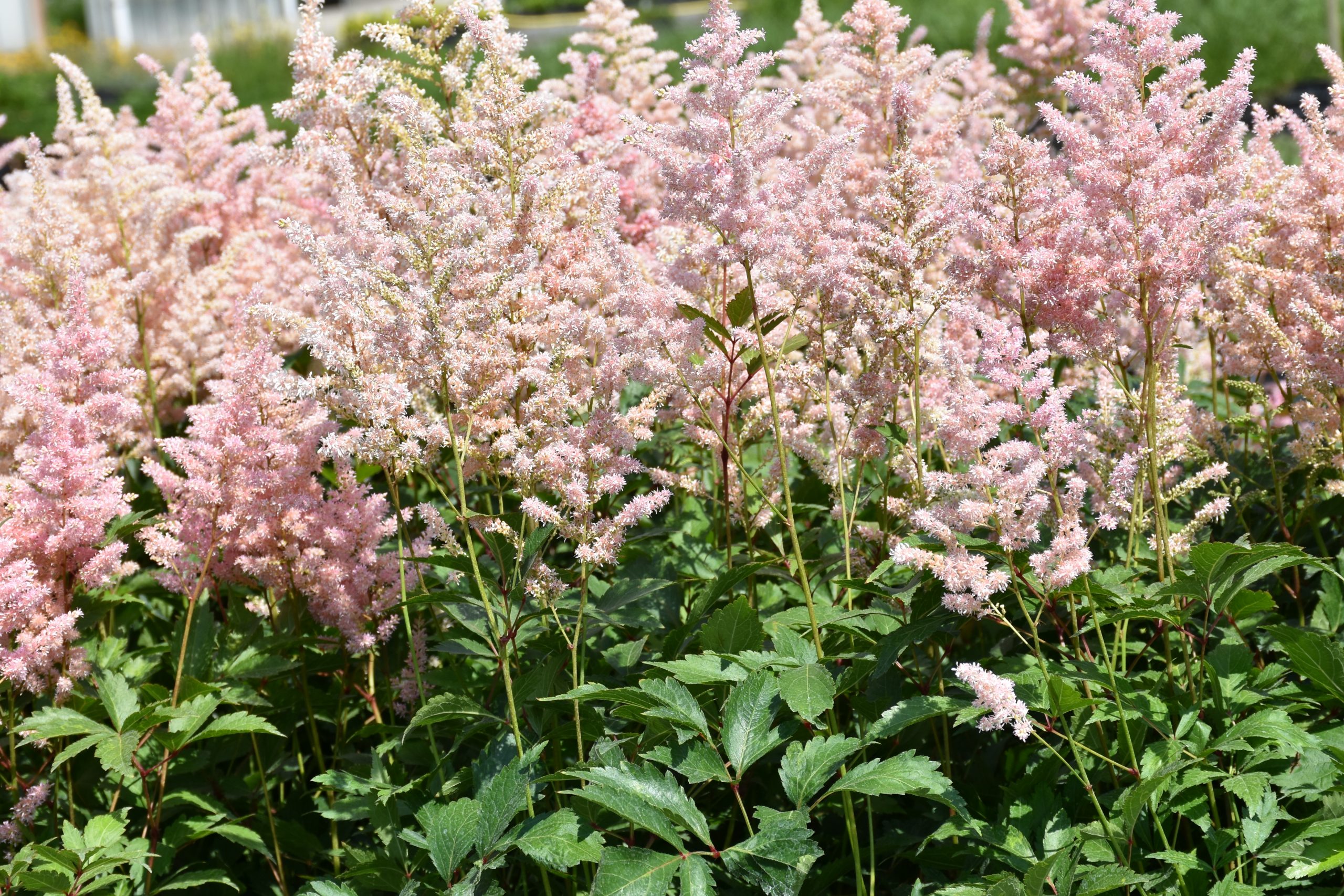 12085_astilbe_japonica_peach_blossom_XS_004.jpg