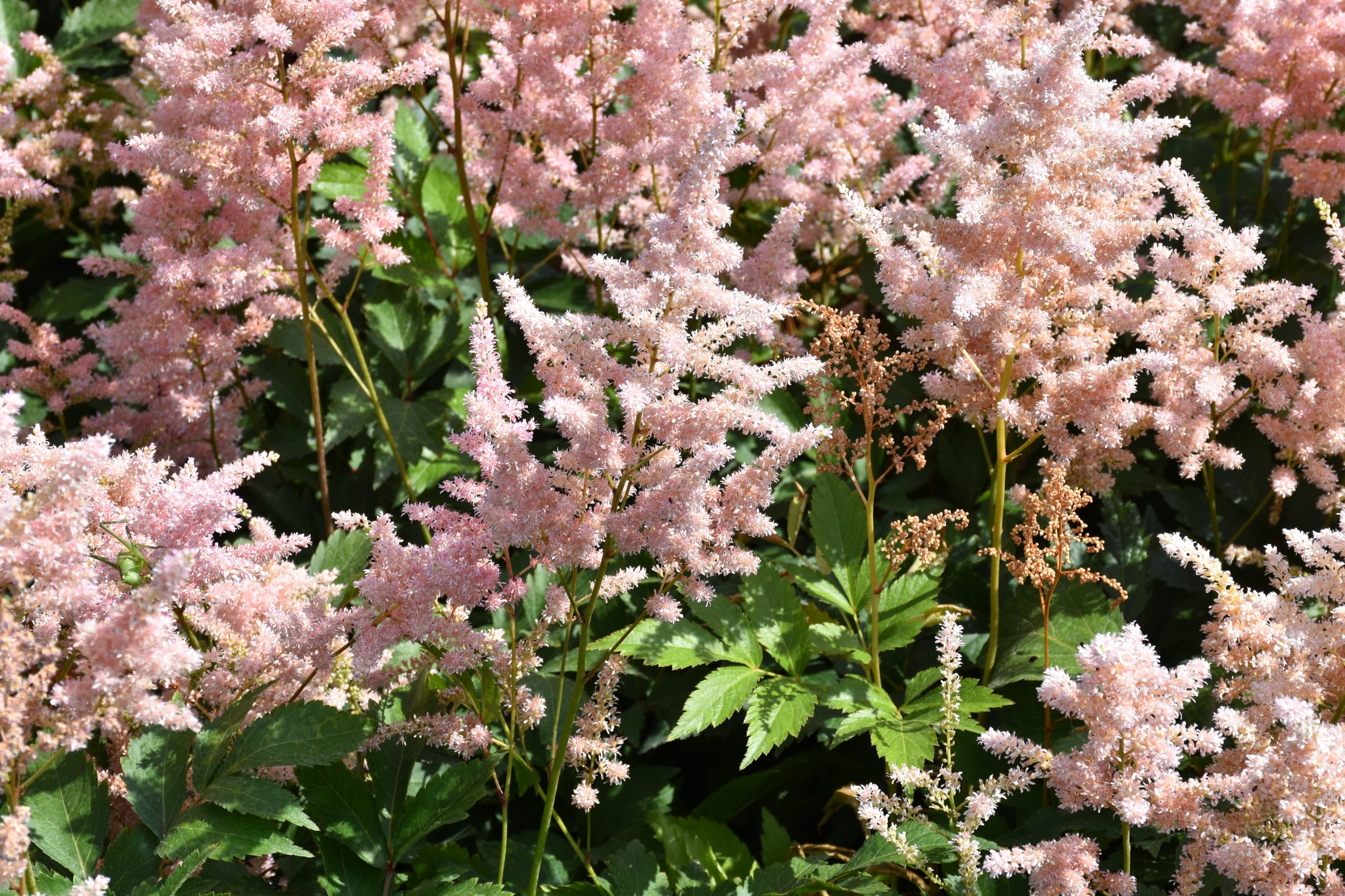 12086_astilbe_japonica_peach_blossom_XS_005.jpg