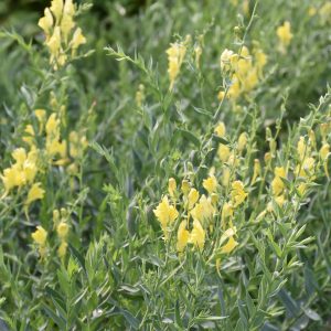 Linaria dalmatica