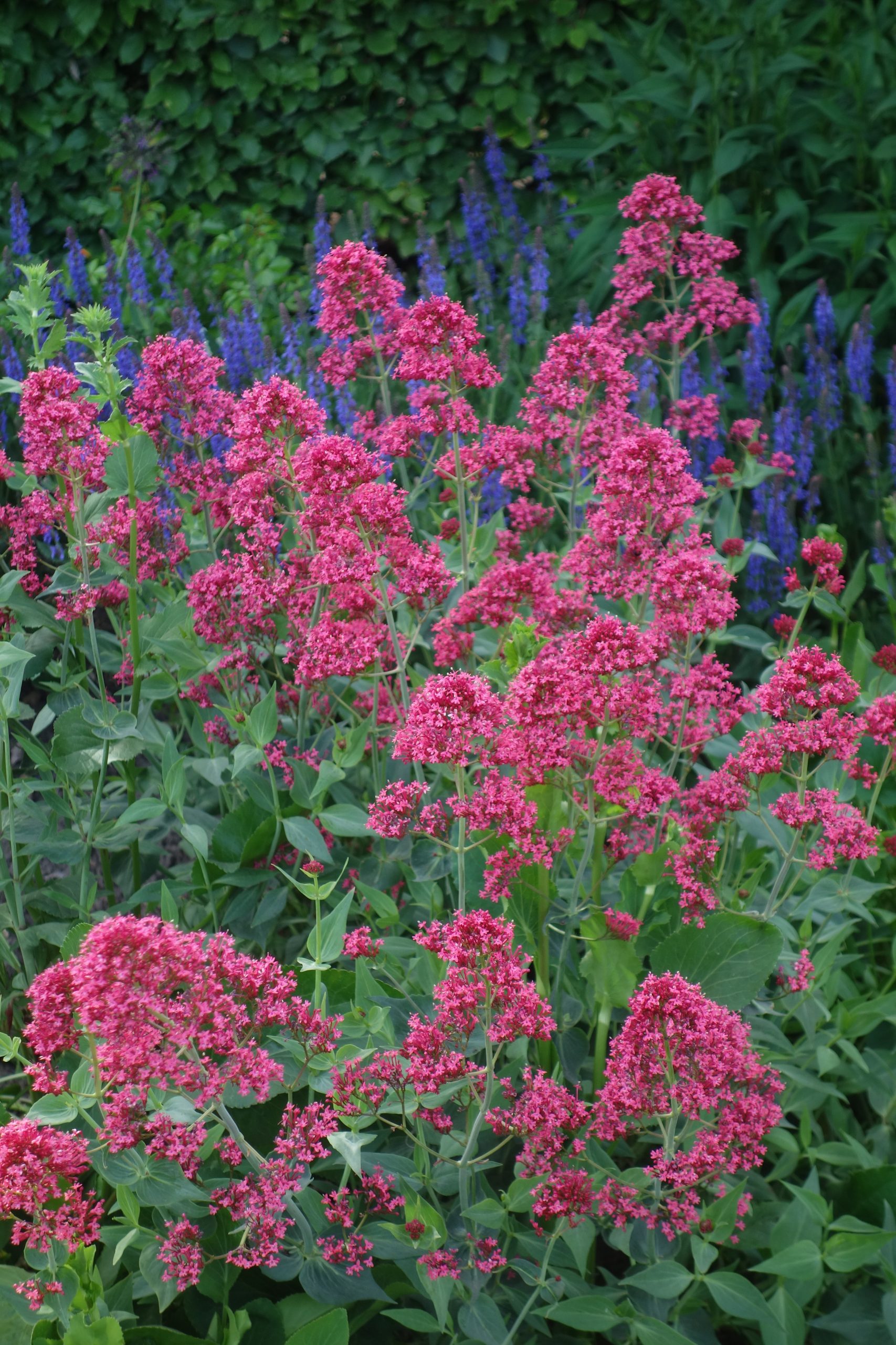 1208_centranthus_ruber_coccineus_SS_003.jpeg