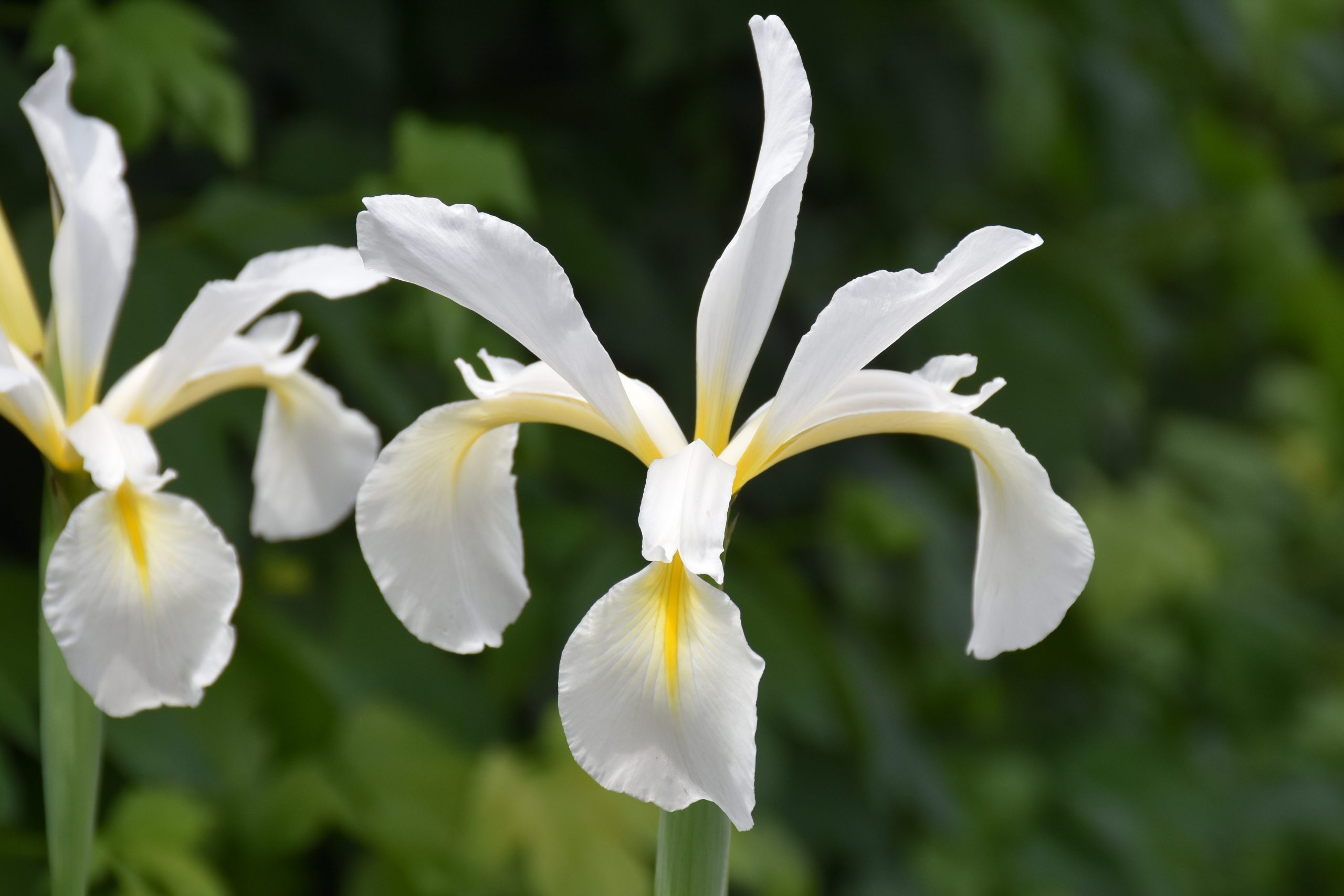12096_iris_orientalis_frigia_XS_001.jpg