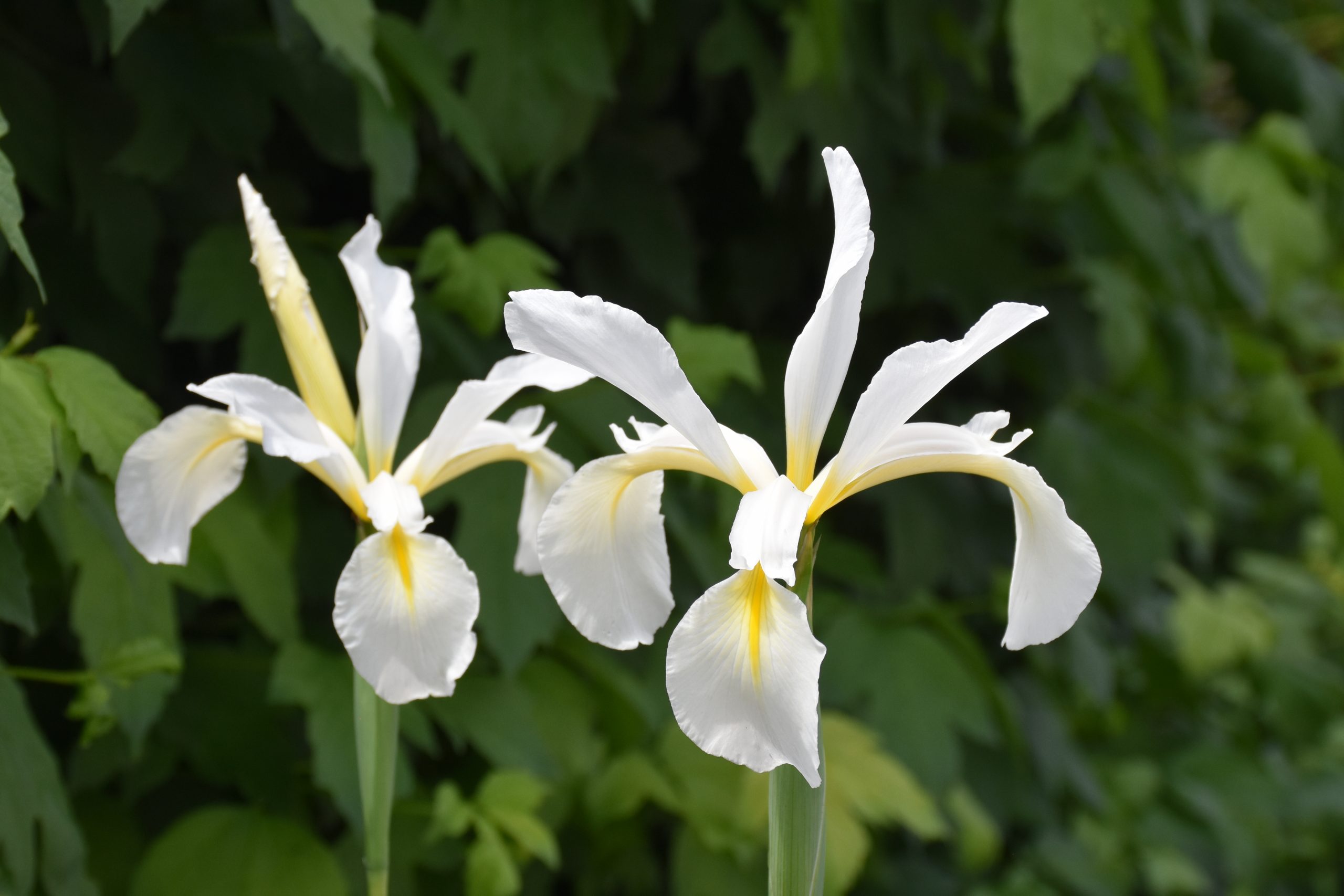 12097_iris_orientalis_frigia_XS_002.jpg