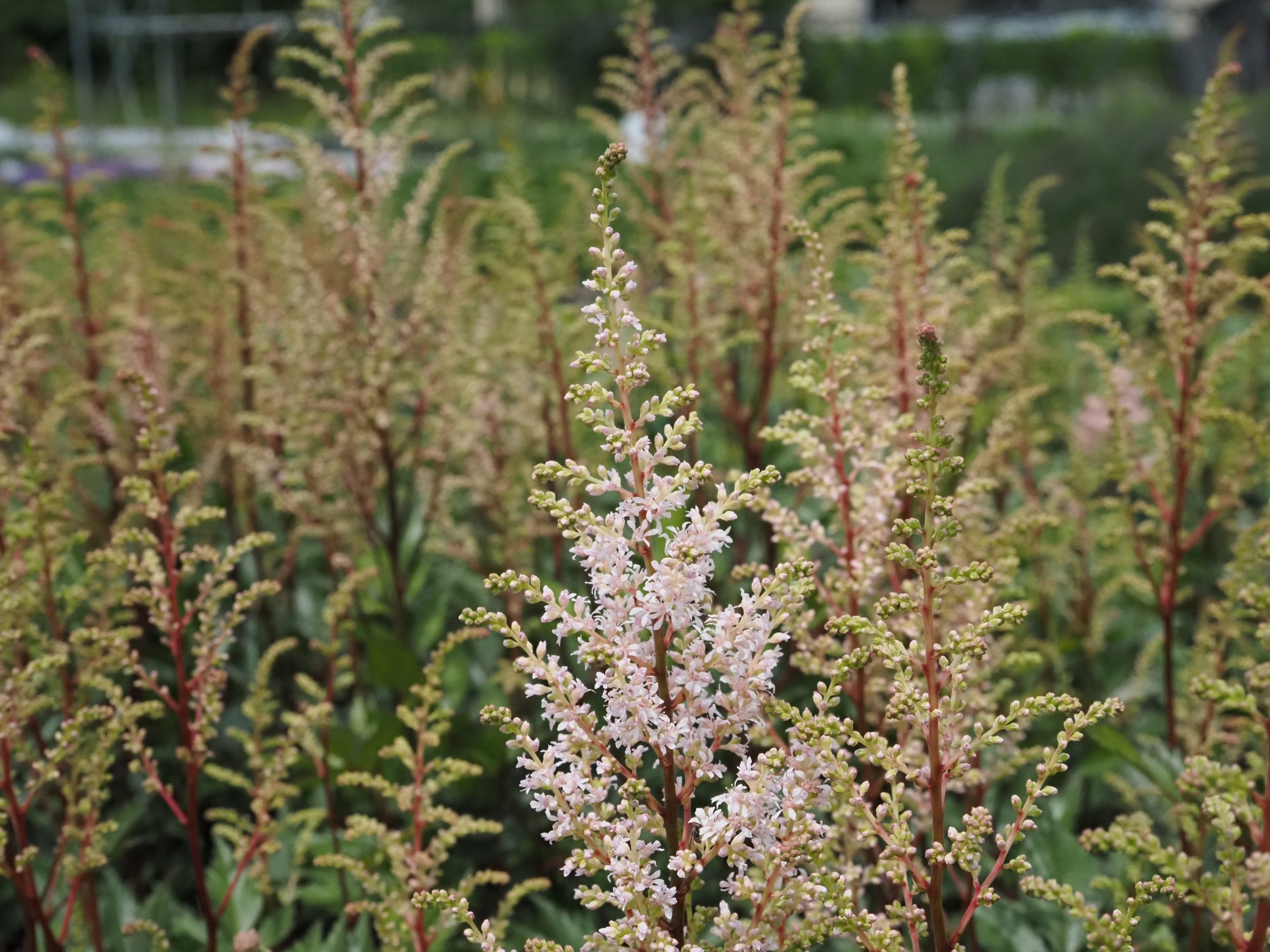 12106_astilbe_japonica_peach_blossom_BG_006.jpg