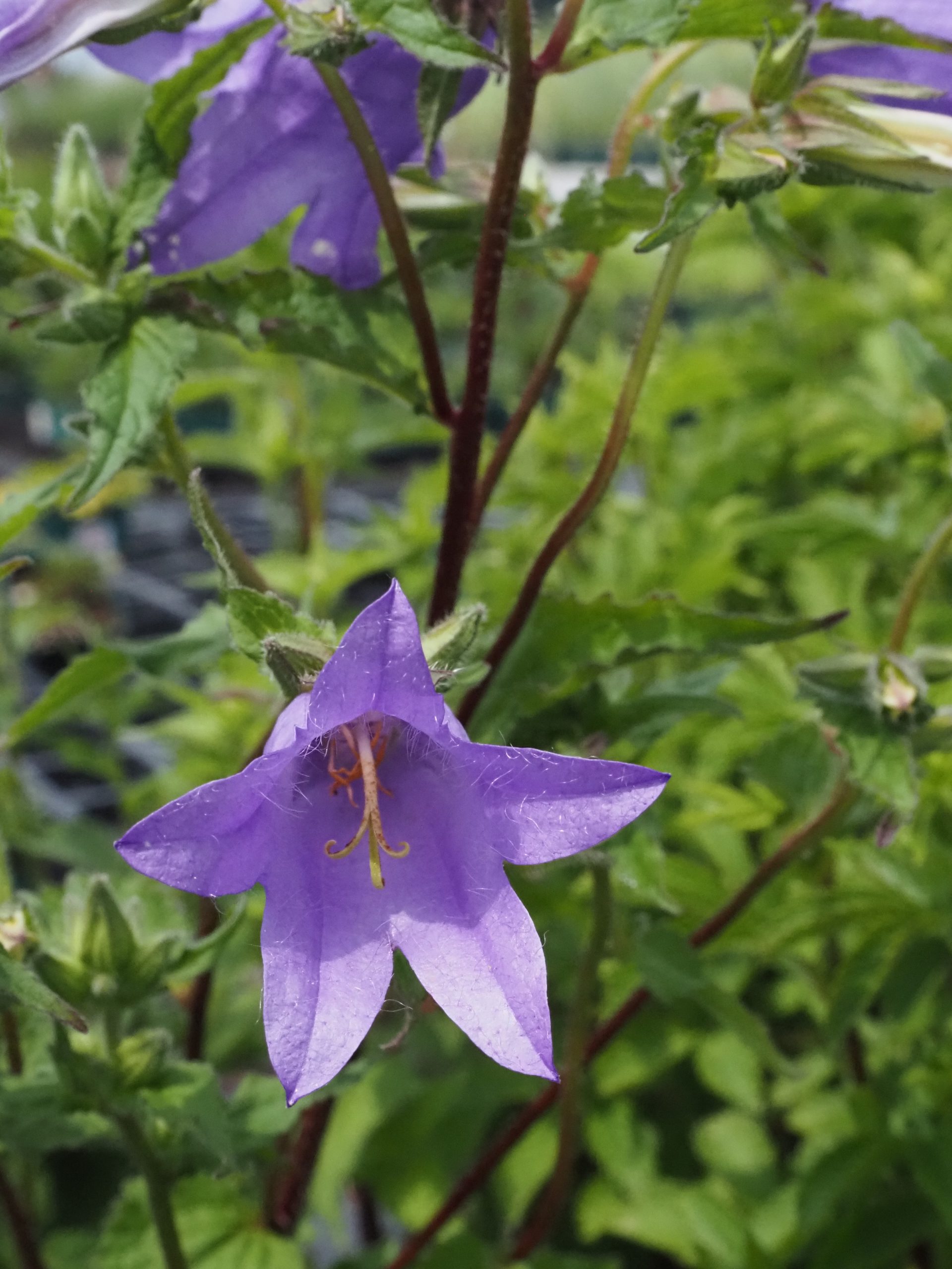 12109_campanula_trachelium_BG_003.jpg