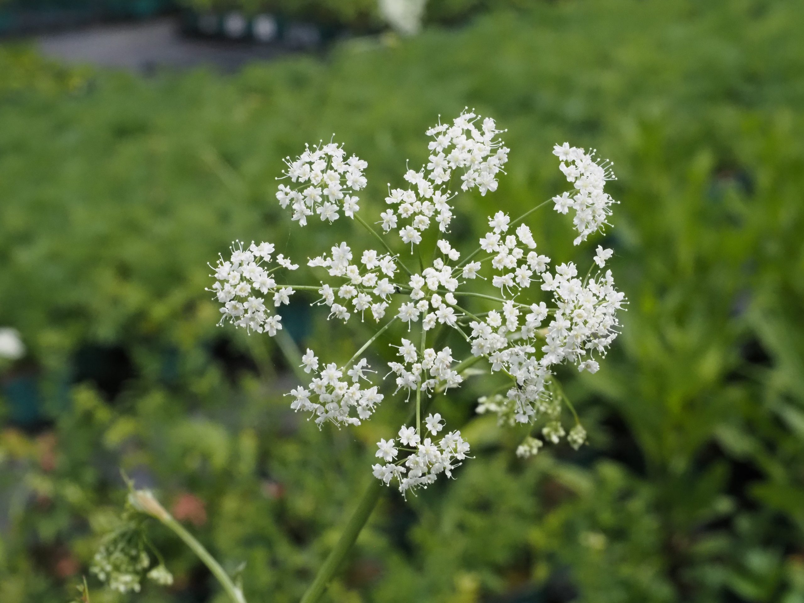 12148_pimpinella_major_BG_002.jpg