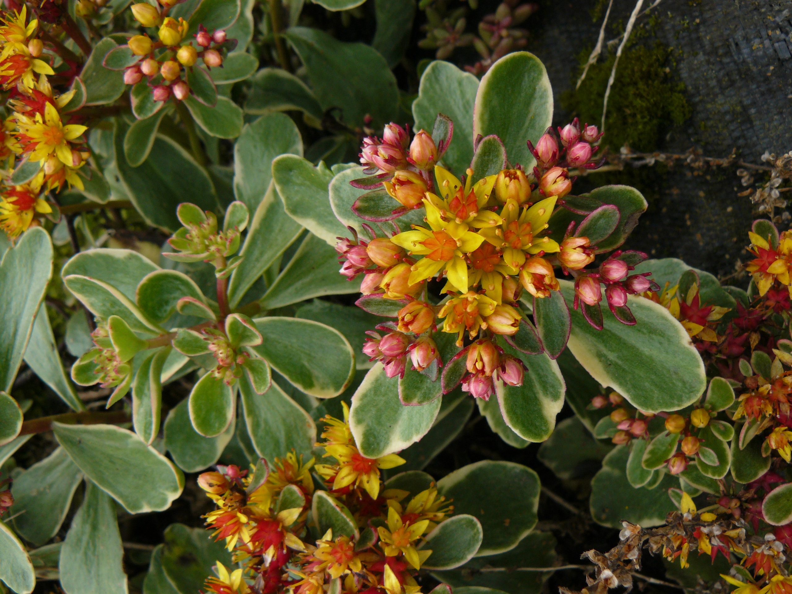 12157_sedum_kamtschaticum_variegatum_RS_002.jpg