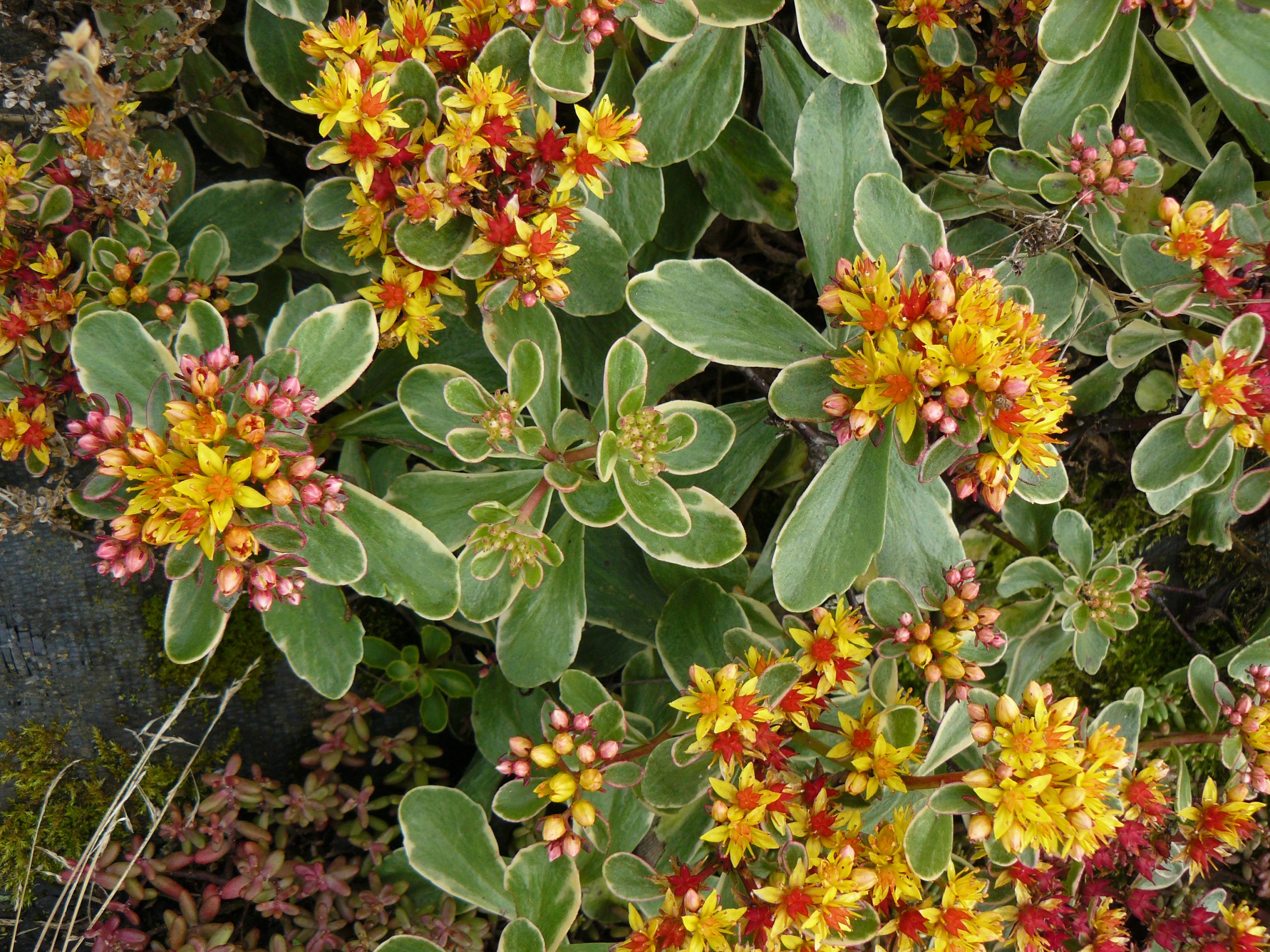 12158_sedum_kamtschaticum_variegatum_RS_003.jpg