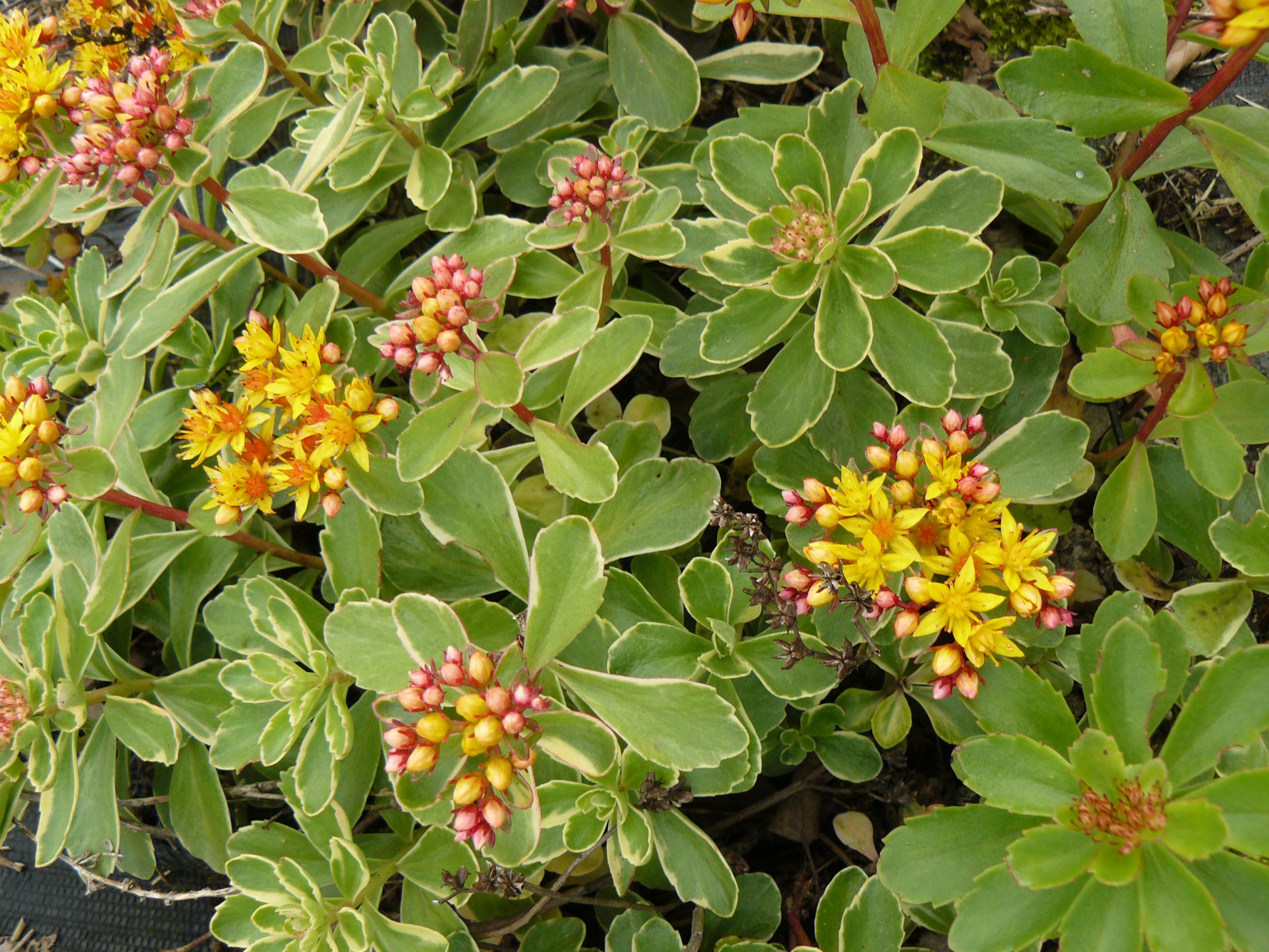 12159_sedum_kamtschaticum_variegatum_RS_004.jpg
