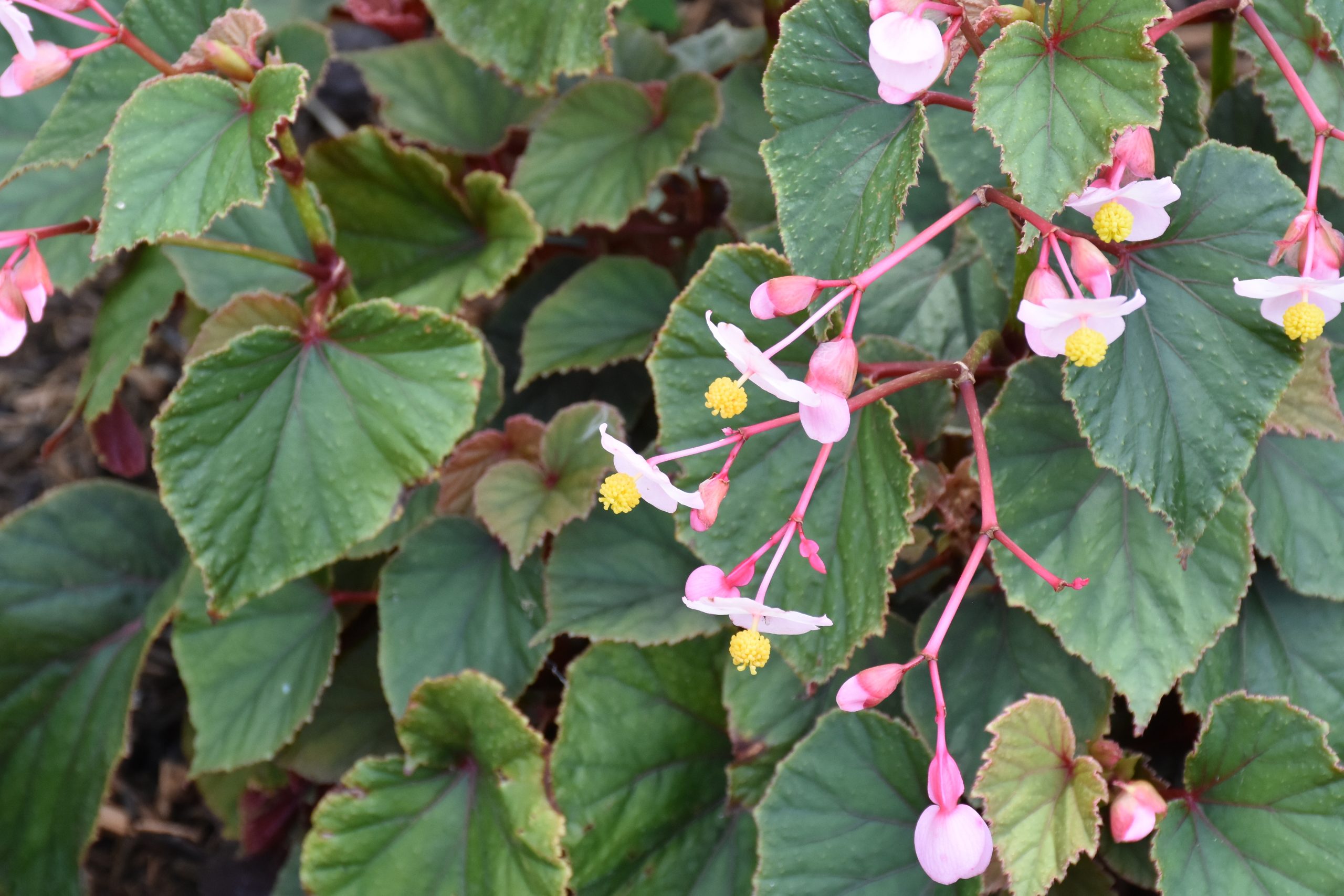 12164_begonia_grandis_sapporo_XS_001.jpg