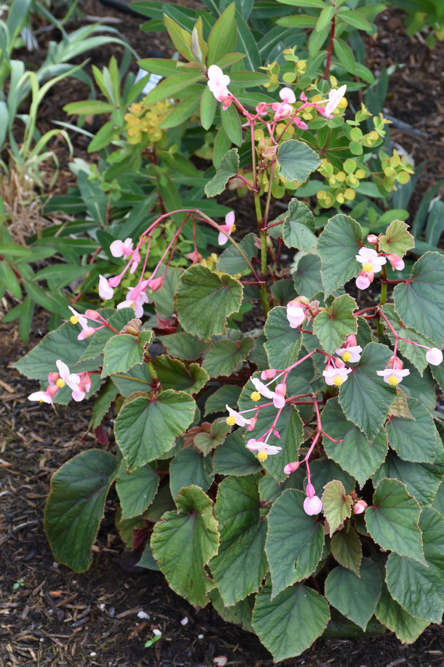 12165_begonia_grandis_sapporo_XS_002.jpg