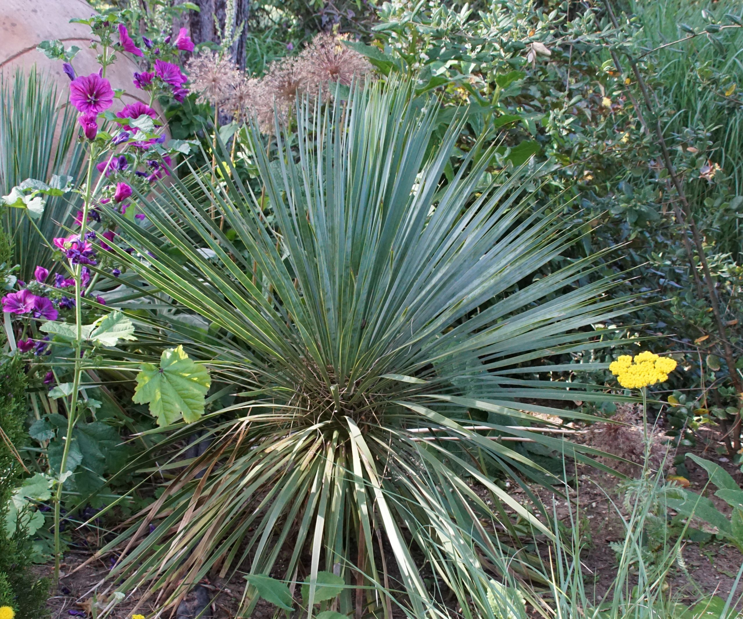 12166_yucca_glauca_RS_001.jpg