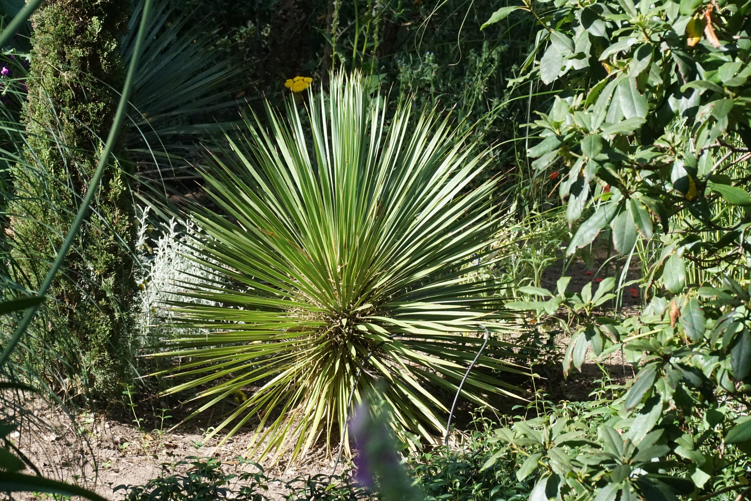 12167_yucca_glauca_RS_002.jpg